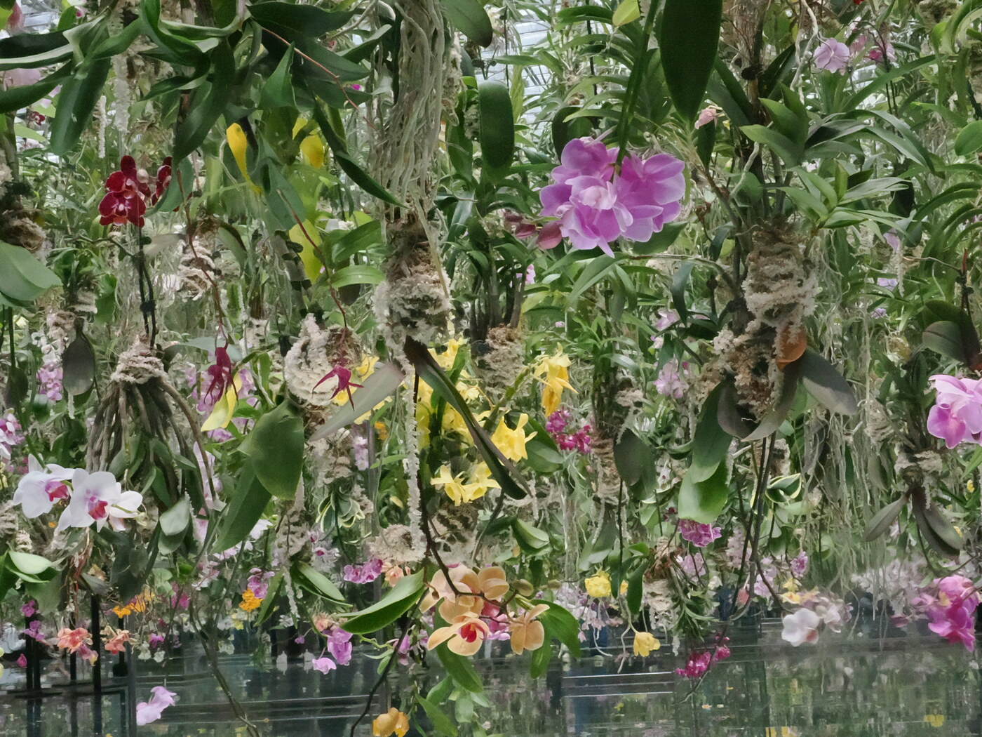 Szklarnia orchidei — dżungla Vanda, Dendrobium żółte, różowe Phalaenopsis i pomarańczowe orchidee na tle szklanego dachu, korzenie powietrzne