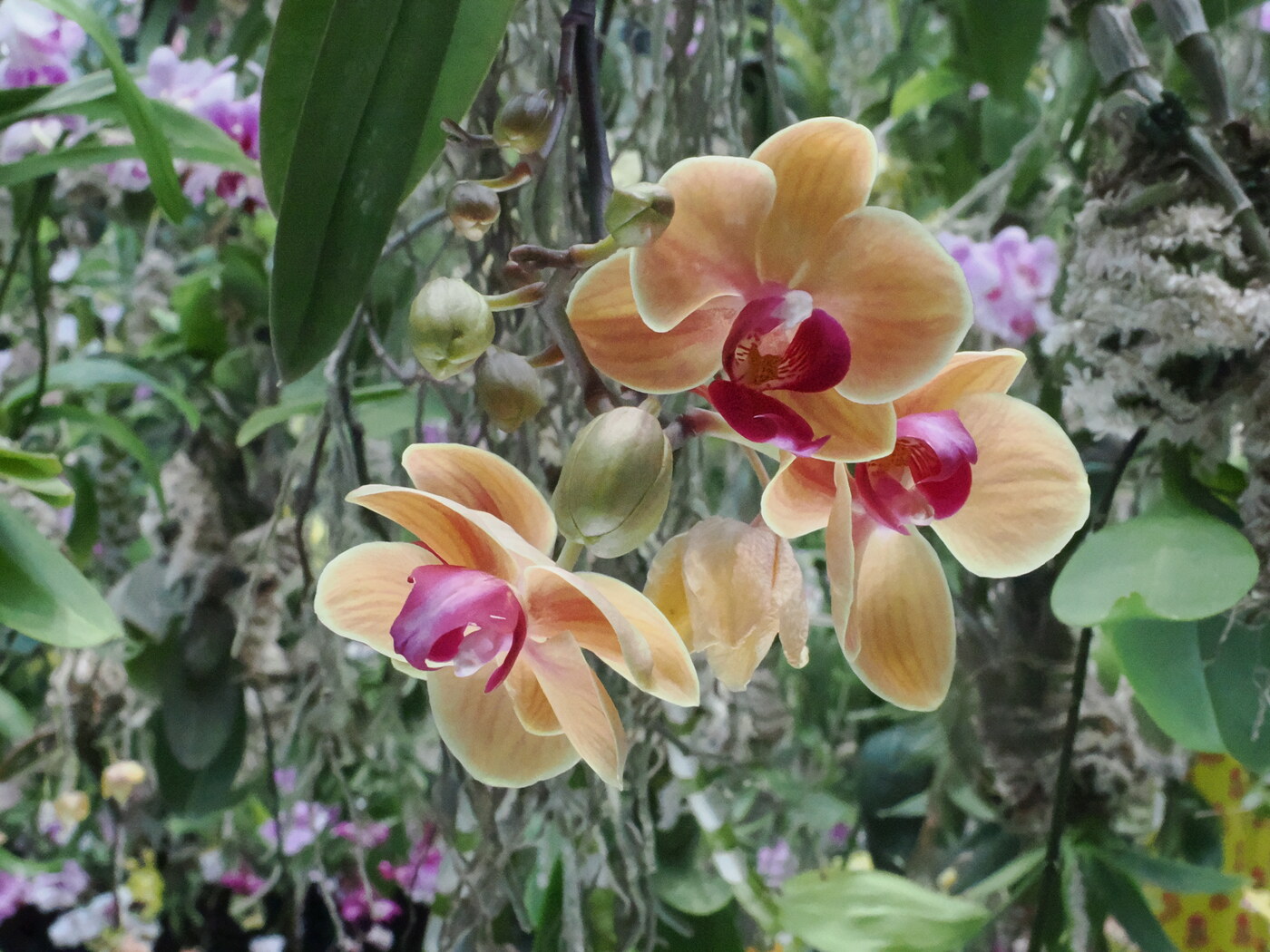 Brzoskwiniowa Phalaenopsis z purpurowym centrum — dwa kwiaty z intensywnym magenta centrum na morelowych płatkach, pąki i gałązka