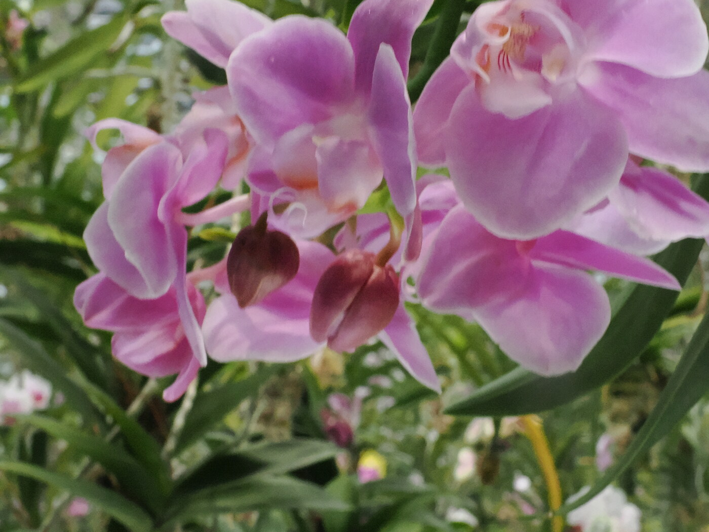 Zbliżenie na różowe Dendrobium — duże lawendowo-różowe kwiaty na tle zielonej szklarni, ciemne pąki w środku, tło bokeh