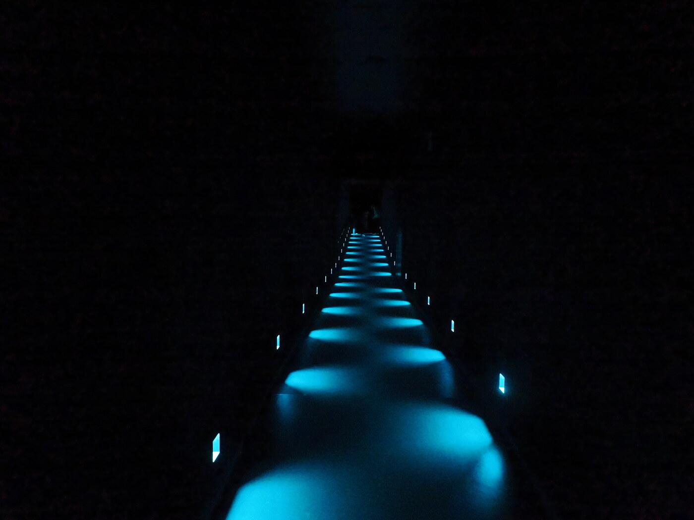 teamLab Planets — projekcja cyfrowego lasu z neonowymi drzewami w odcieniach niebiesko-fioletowych, sylwetki nosorożców lub słoni pośród drzew, widz po lewej