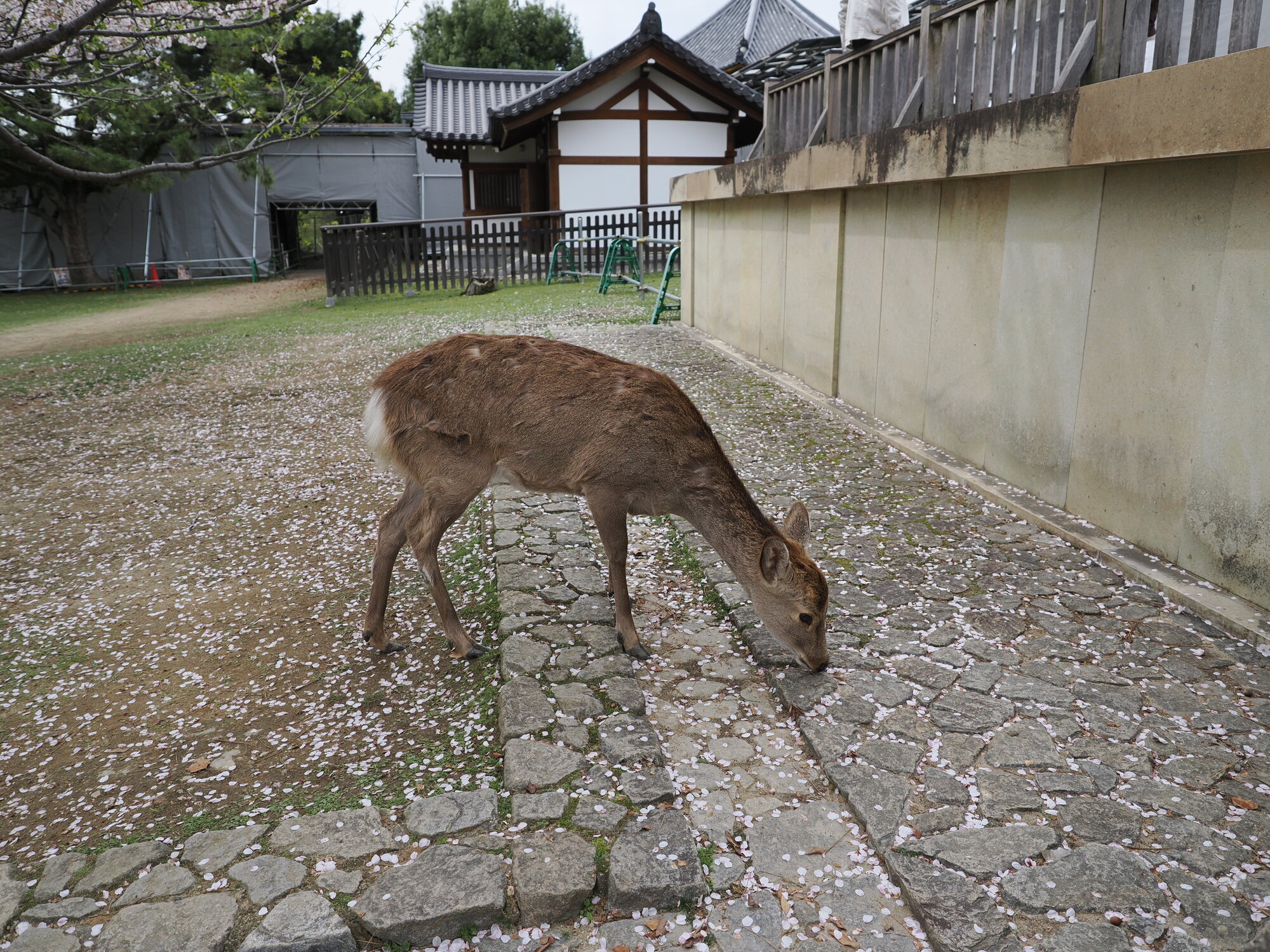 Jeleń sika szuka jedzenia na brukowanym dziedzińcu świątynnym w Narze, wokół opadłe płatki sakury