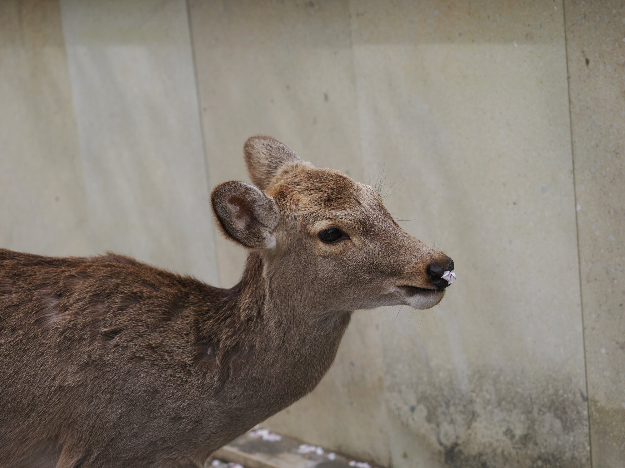 Zbliżenie na głowę jelenia sika — na pysku przylgnął jeden płatek kwiatu wiśni