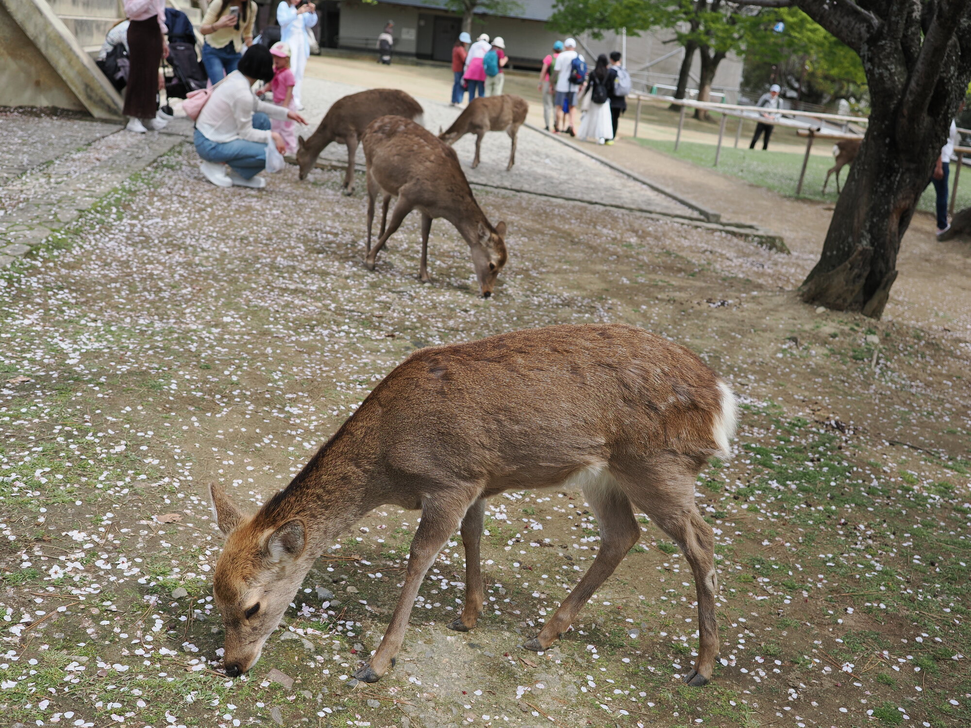 Trzy jelenie sika przy dwóch dziewczynach w Nara-koen — jelenie interesują się torbą zakupową