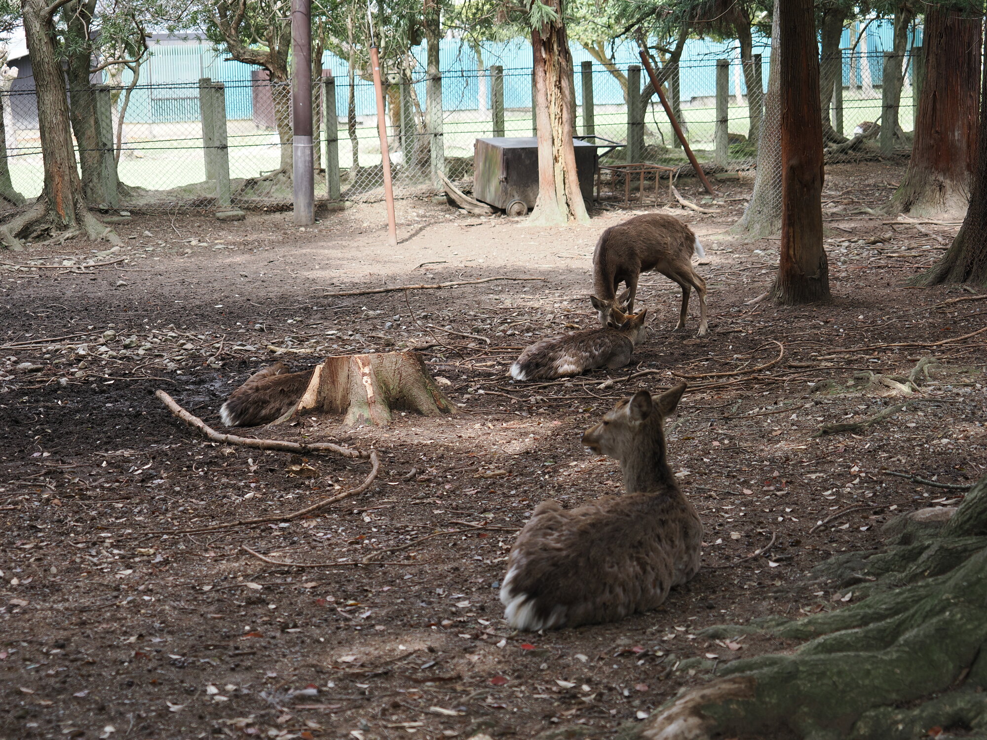 Trzy jelenie sika odpoczywające wśród drzew w Nara-koen