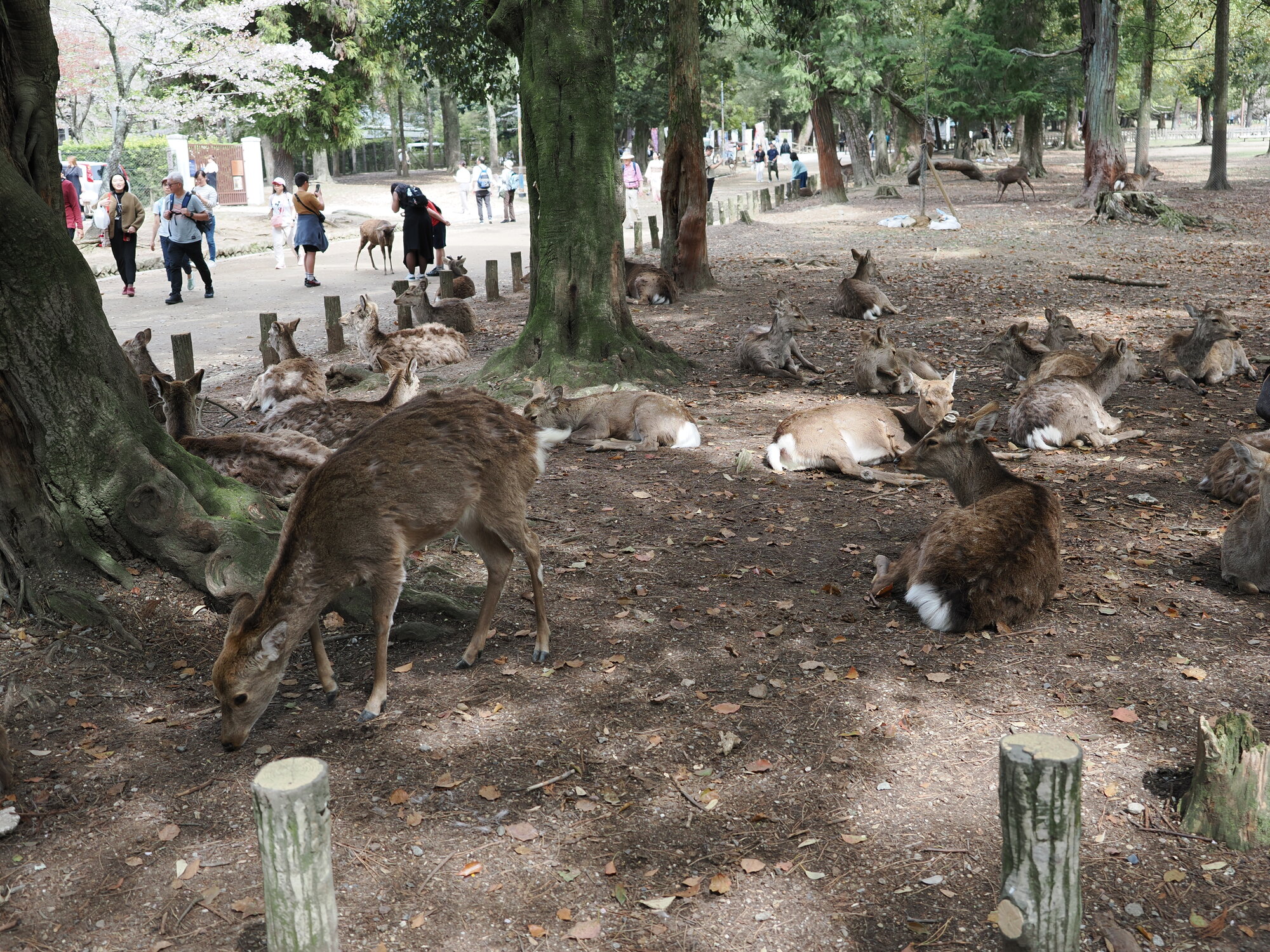 Kilkanaście jeleni sika odpoczywających pod drzewami w Nara-koen