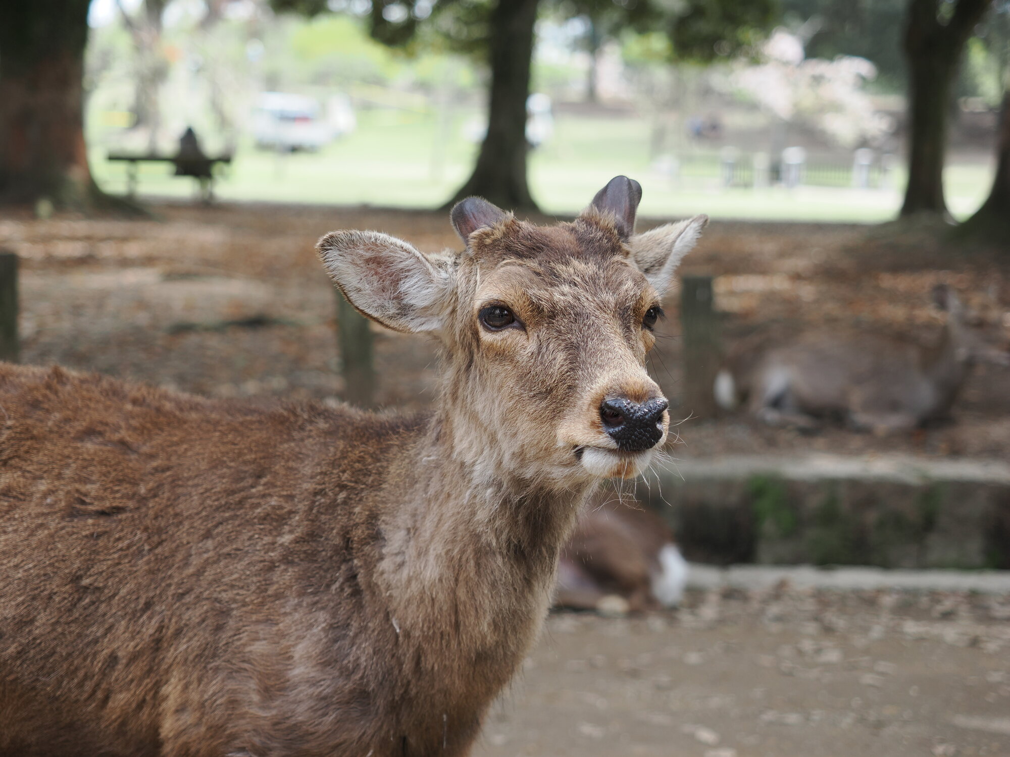 Zbliżenie na głowę młodego jelenia sika z krótkimi kiełkującymi porożami