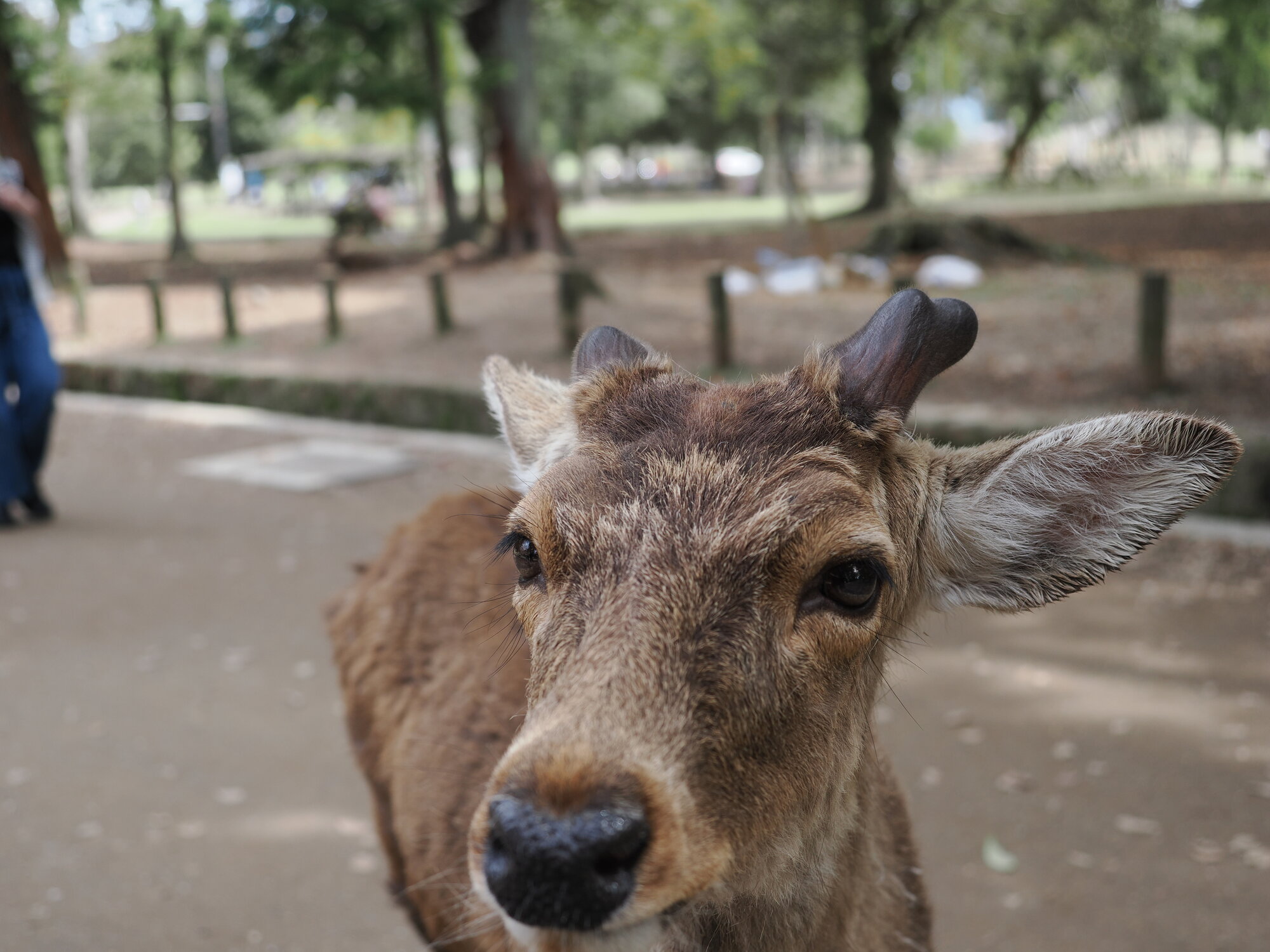 Portret jelenia sika z boku patrzącego w obiektyw