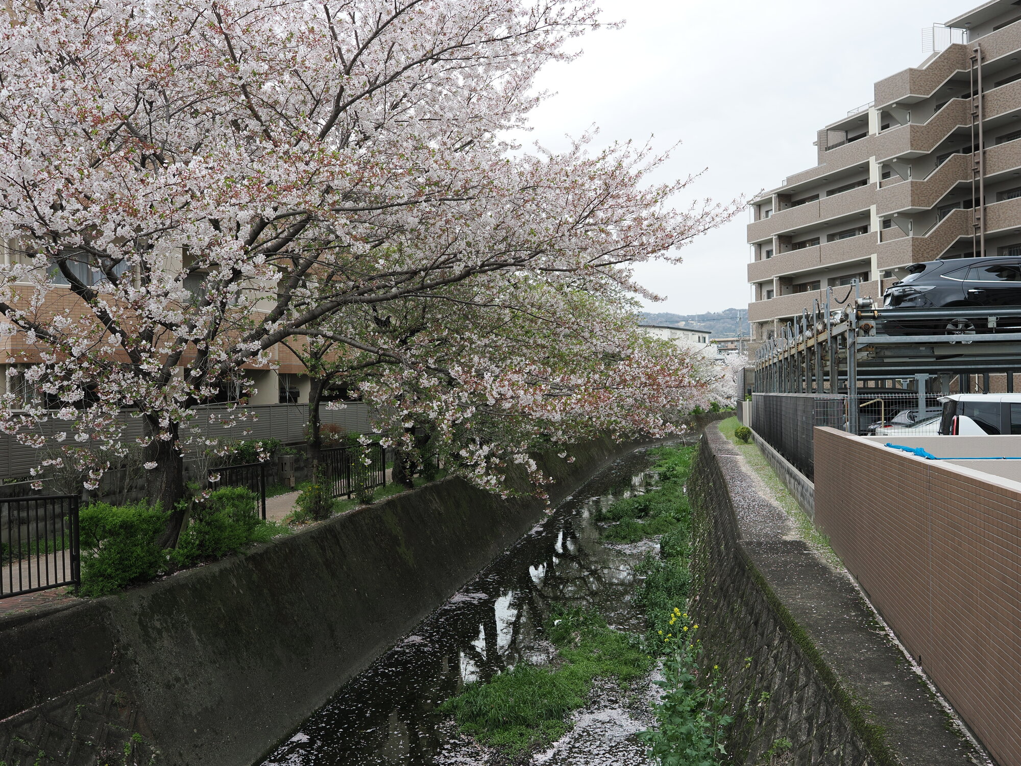 Kanał w Uji z kwitnącą sakurą nad wodą