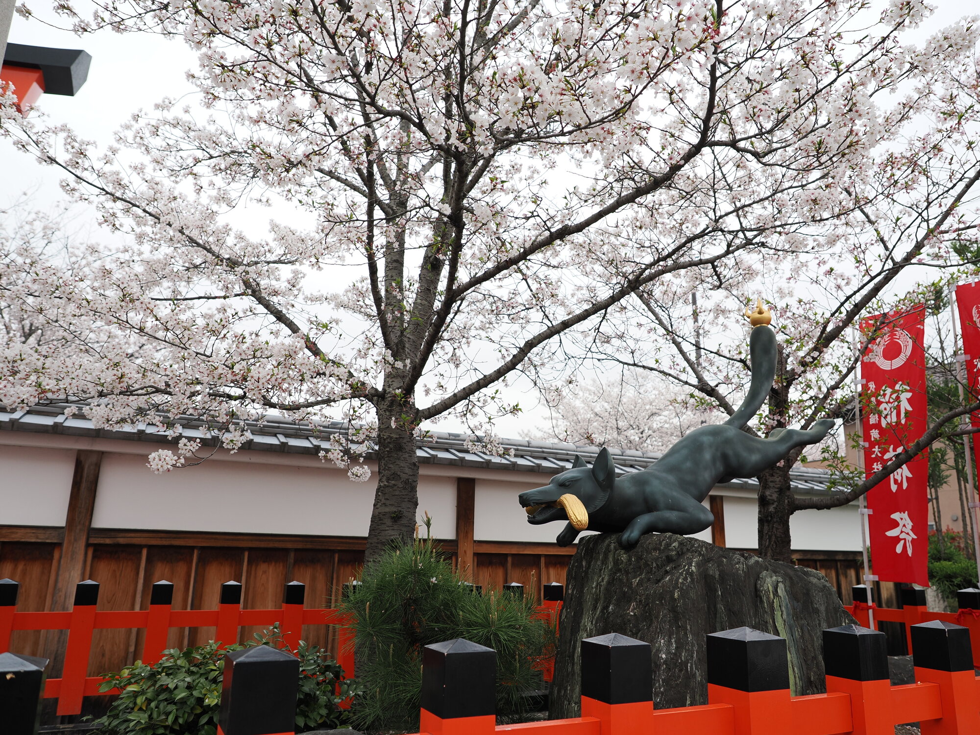 Posąg lisa kitsune przy wejściu do Fushimi Inari na tle kwitnącej sakury