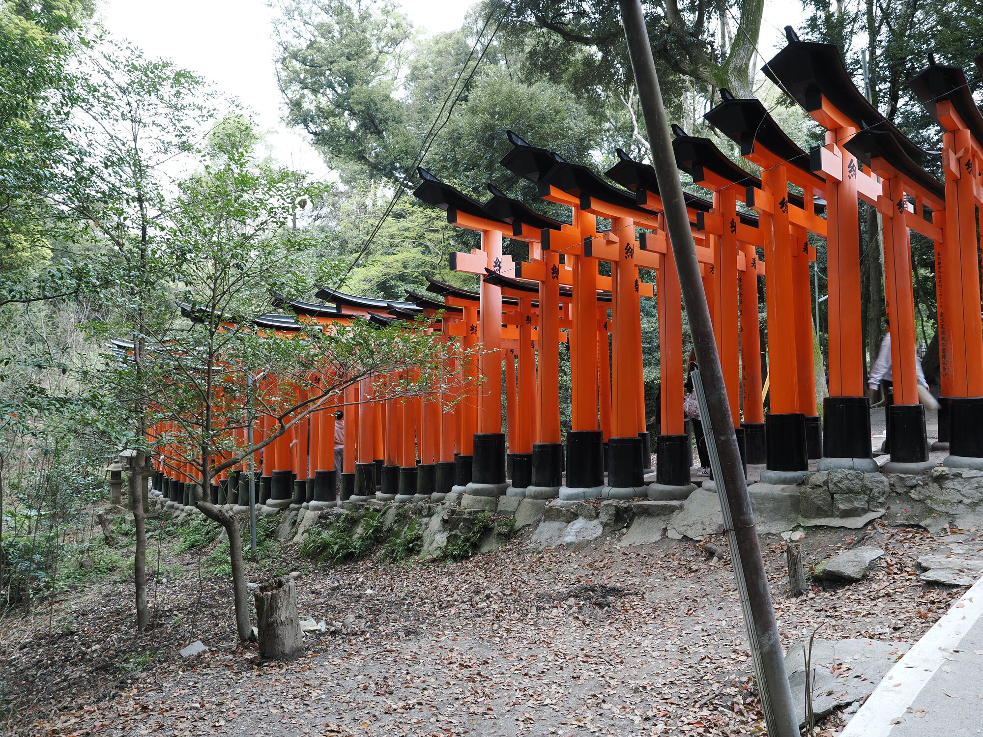 Ciąg torii na zboczu góry Inari otoczony zielenią