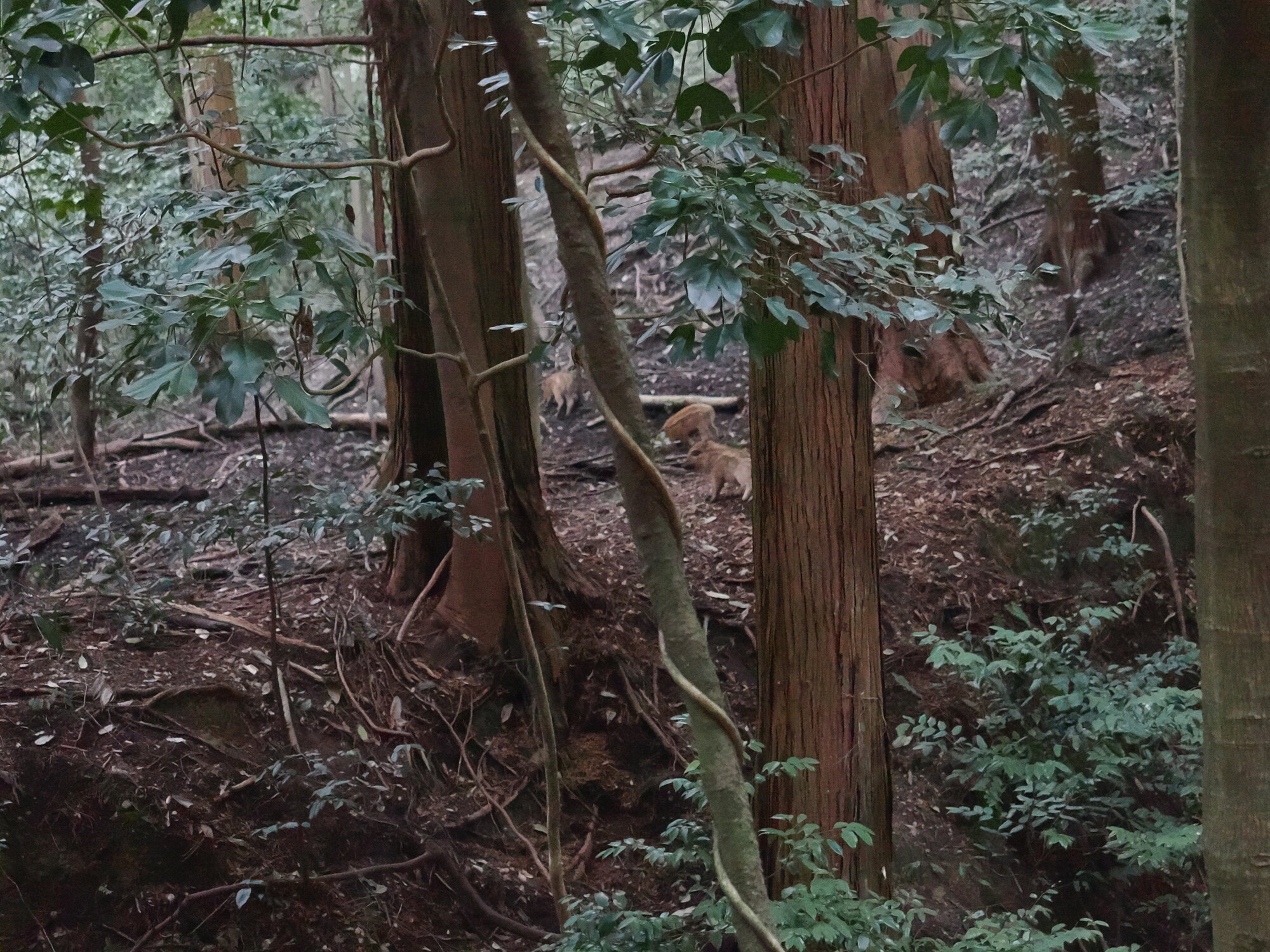 Młode dziki lub jelenie wśród drzew przy szlaku Fushimi Inari