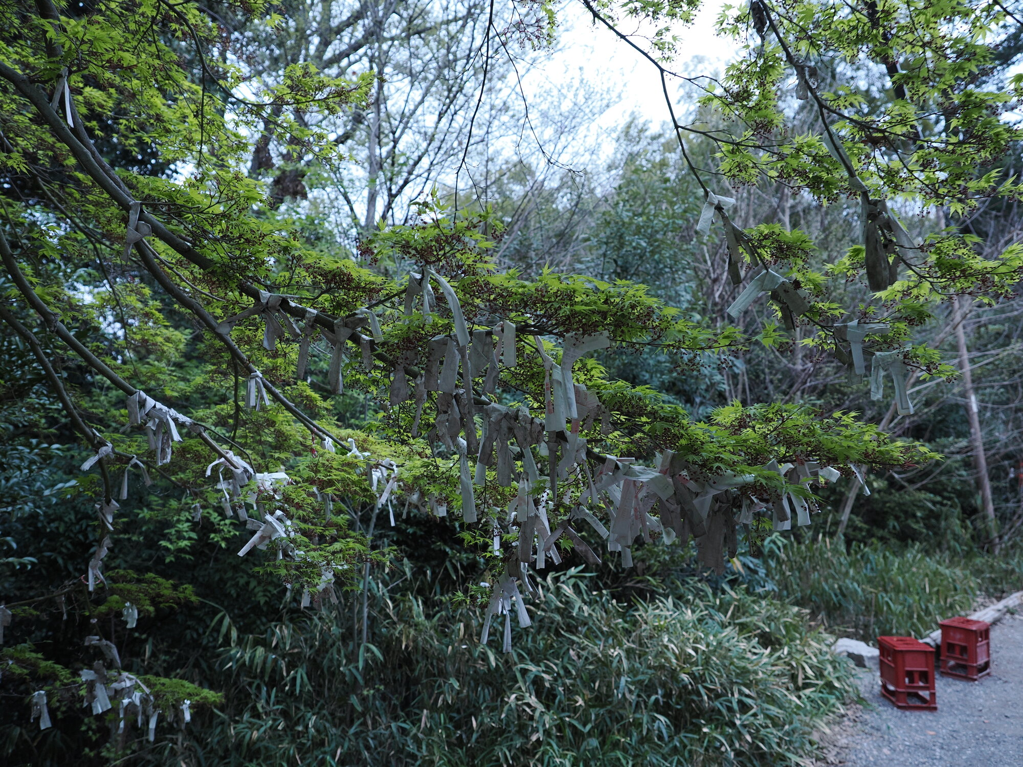 Drzewo klonowe z karteczkami omikuji zawieszonymi na gałęziach wiosną