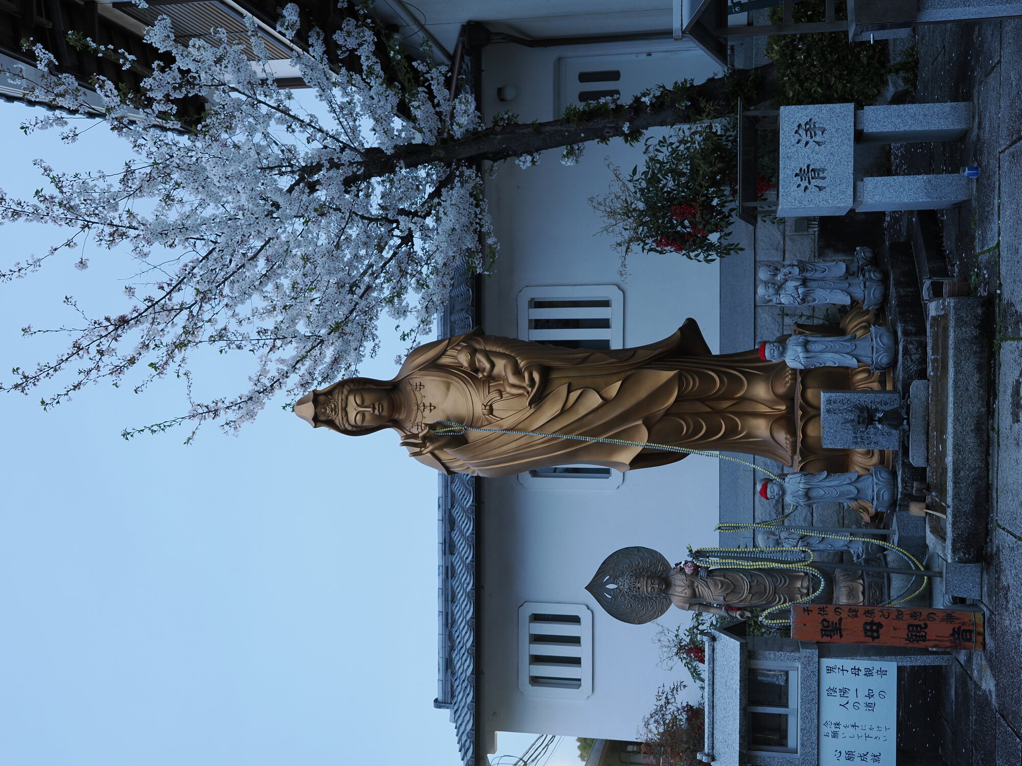Złota statua Seibo Kannon z dzieckiem na tle kwitnącej sakury