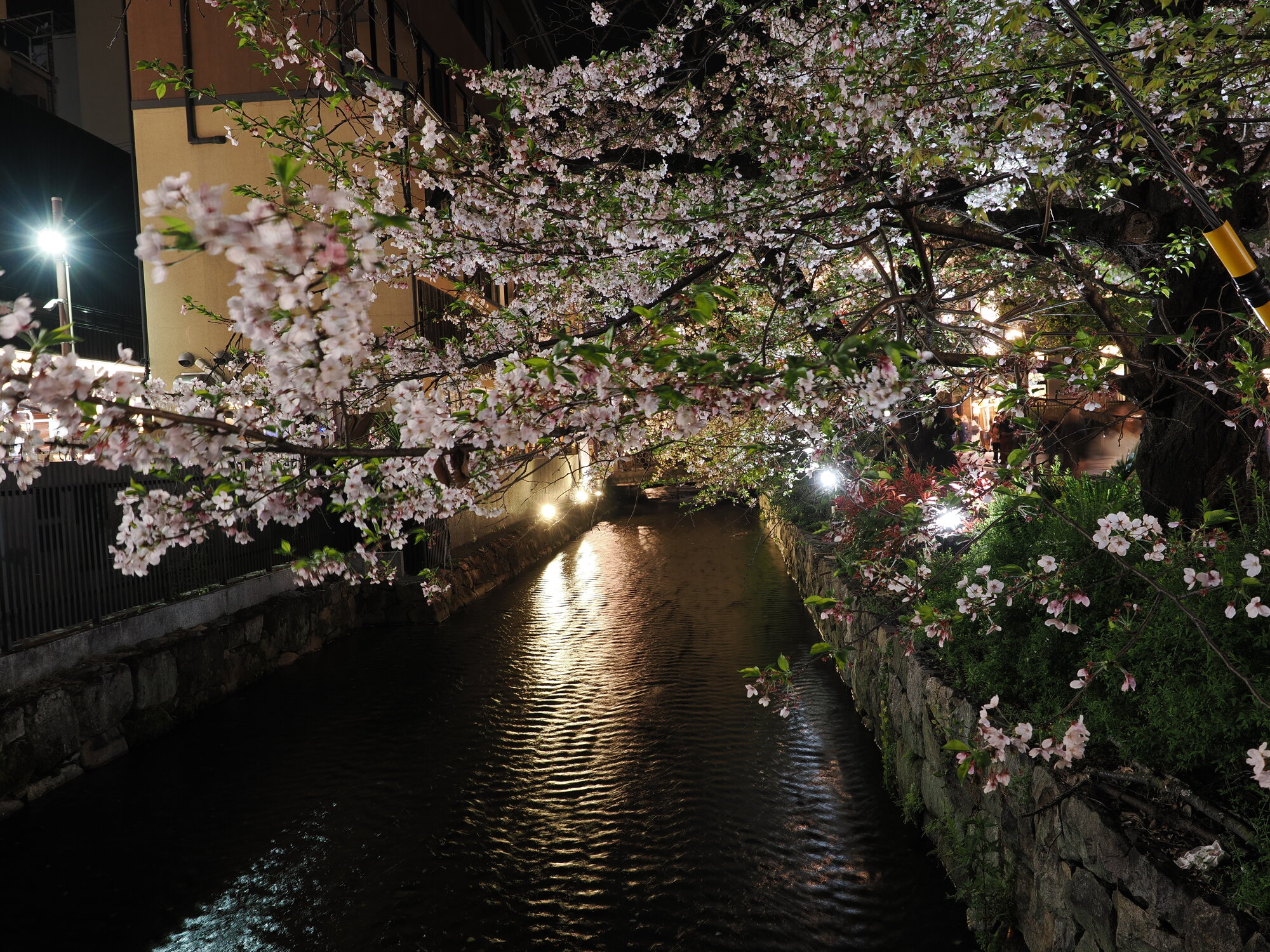 Duże gałęzie sakury nad kanałem nocą z refleksami restauracji