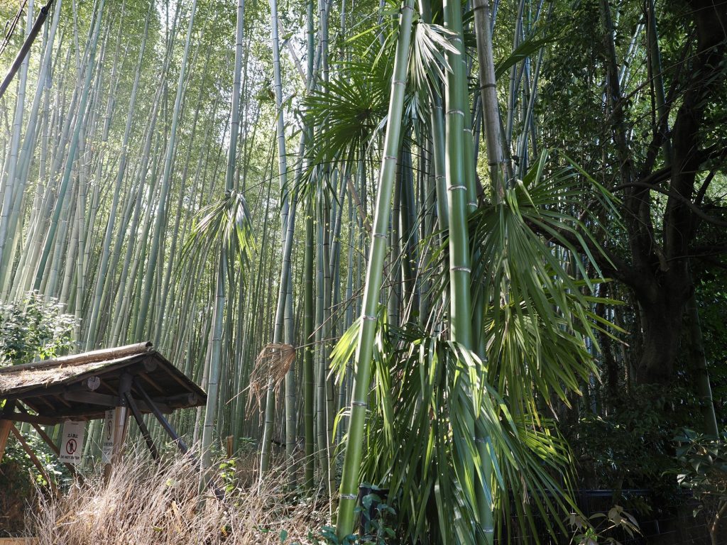 Wejście do Tenryu-ji z bramą i wiśniami