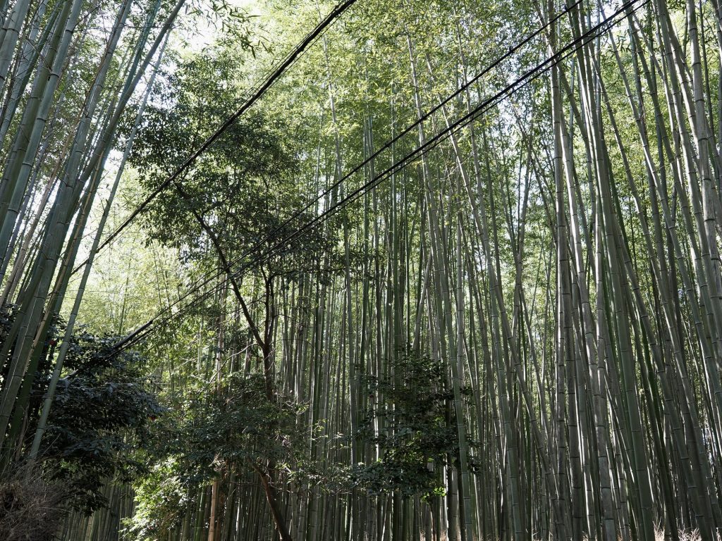 Las bambusowy Sagano z kablami energetycznymi