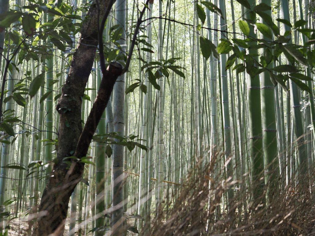 Gęsty bambus prześwietlony słońcem