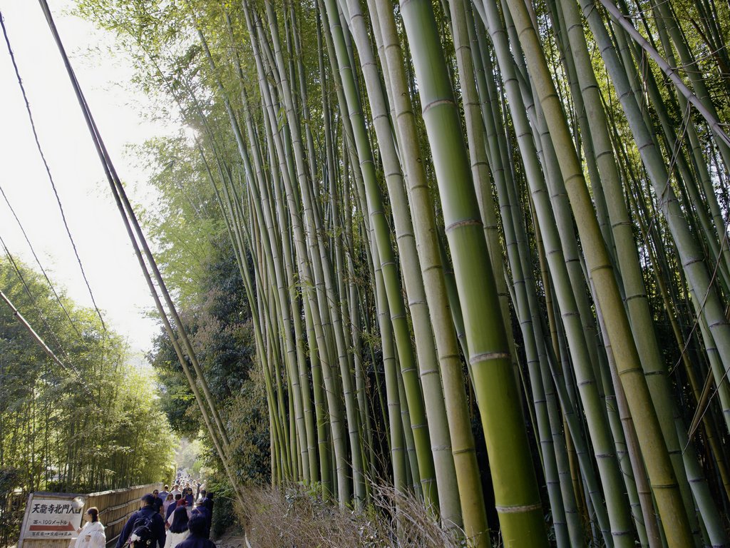 Ścieżka w bambusowym gaju z tablicą Tenryu-ji i turystami