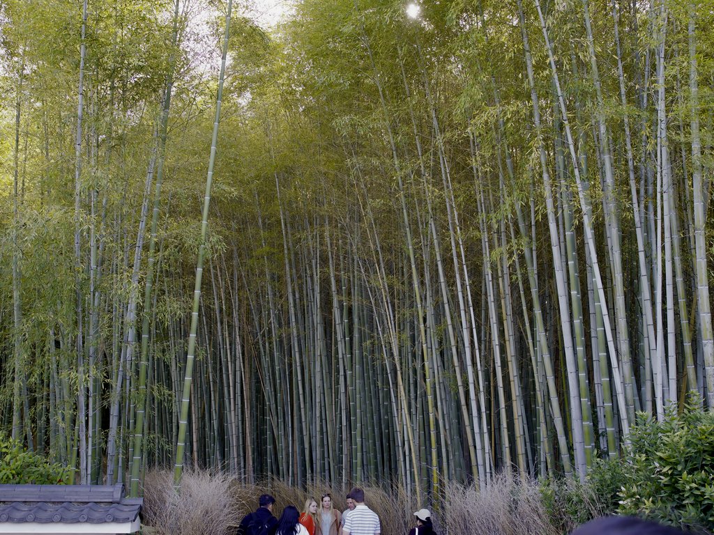 Turyści przy bambusowym murze przed gęstym gajem