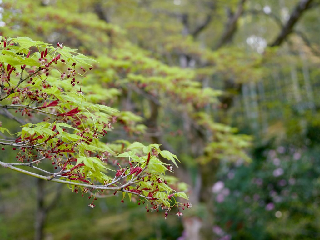 Zbliżenie klonu japońskiego z jasnozielonymi liśćmi i czerwonymi kwiatami