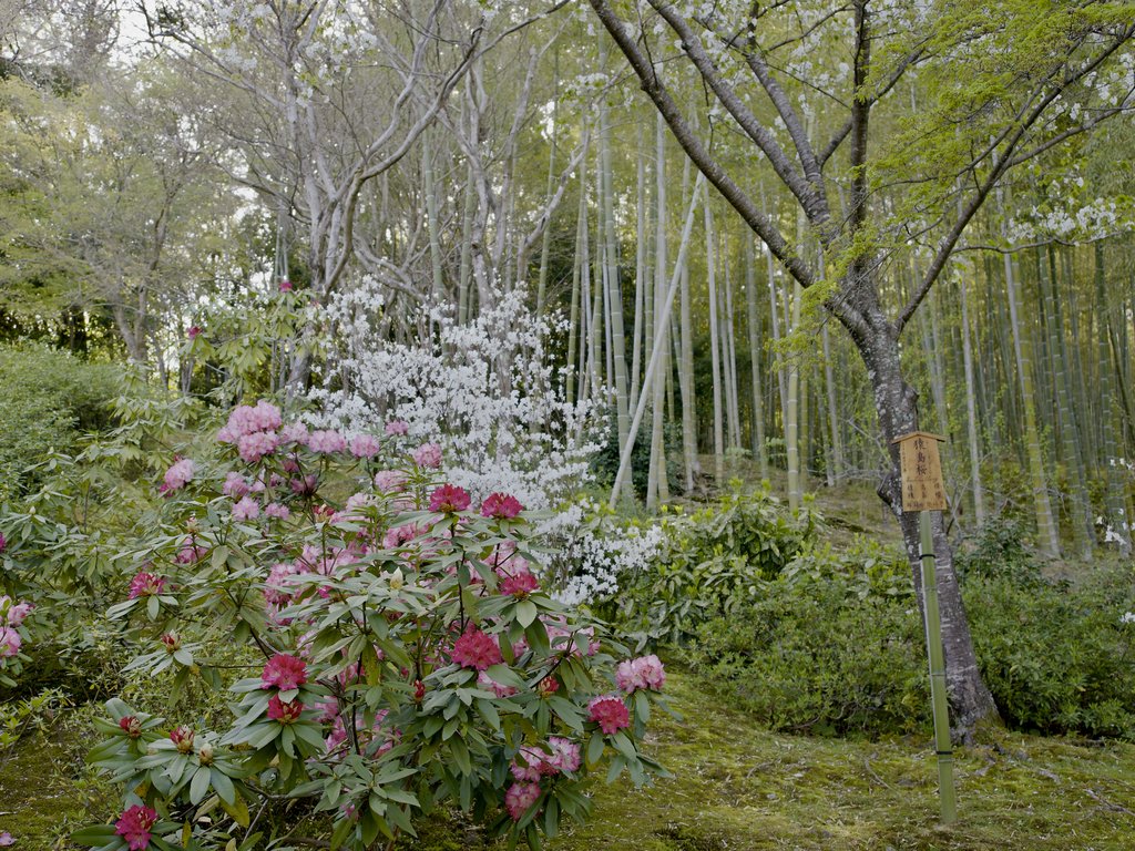 Kwitnące rododendrony i białe kwiaty na tle bambusowego gaju