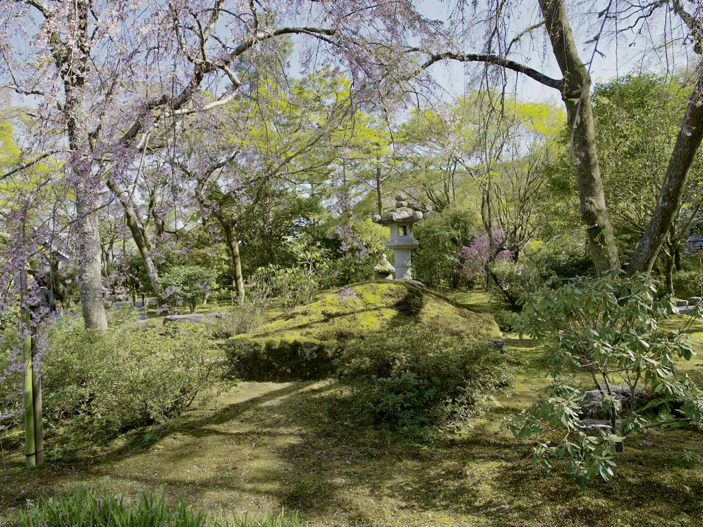 Ogród z kamienną latarnią na omszałym wzgórku i wiśniami