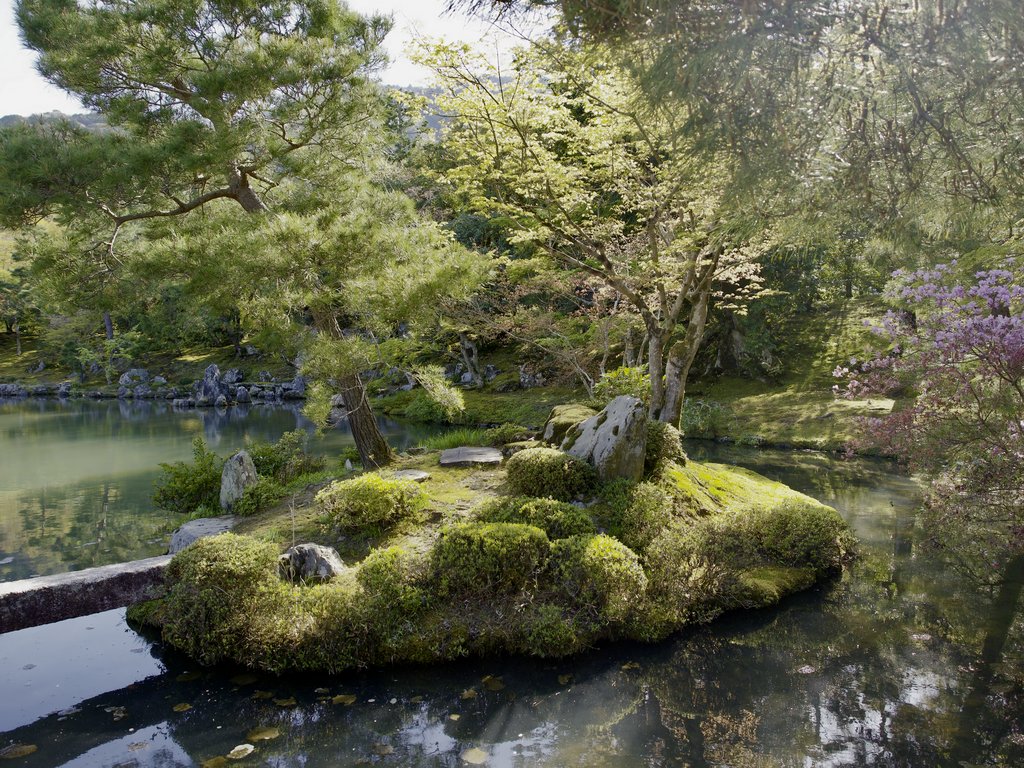 Omszała wysepka z sosnami pośrodku spokojnego stawu