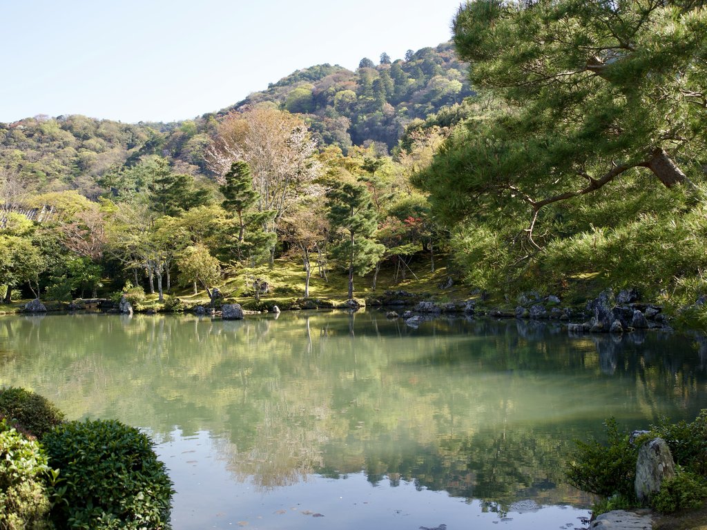 Panorama stawu z odbiciem drzew i wzgórza w zielonkawej wodzie