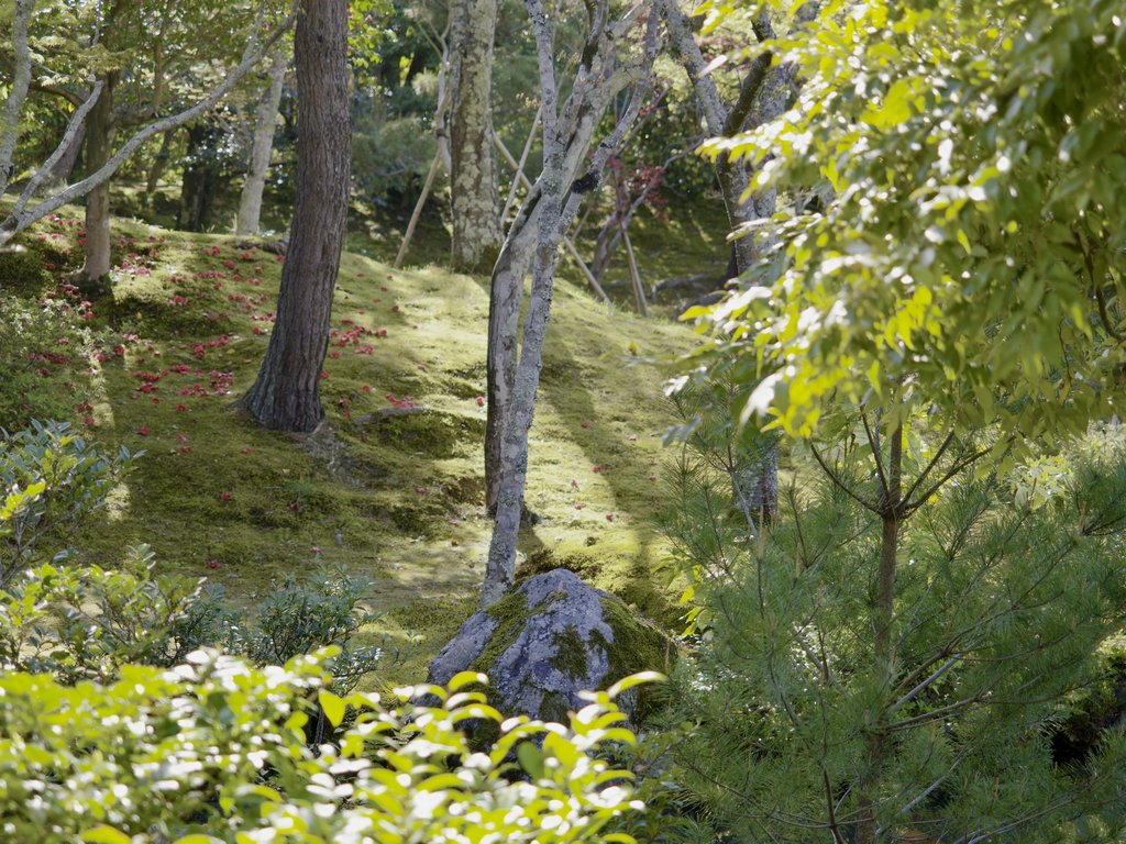 Omszałe zbocze z drzewami i opadłymi czerwonymi kwiatami kamelii