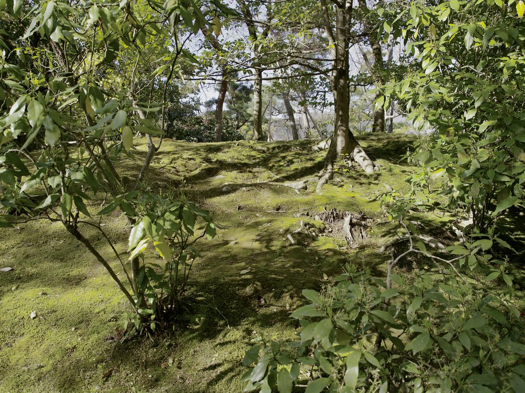 Leśna polana pokryta mchem z pniem ściętego drzewa