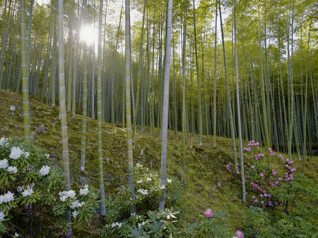 Las bambusowy Tenryu-ji z kwitnącymi różanecznikami
