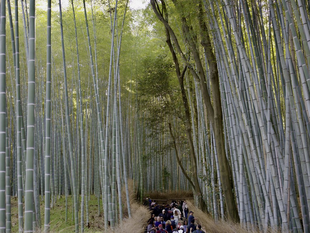 Ścieżka w bambusowym gaju z tłumem turystów