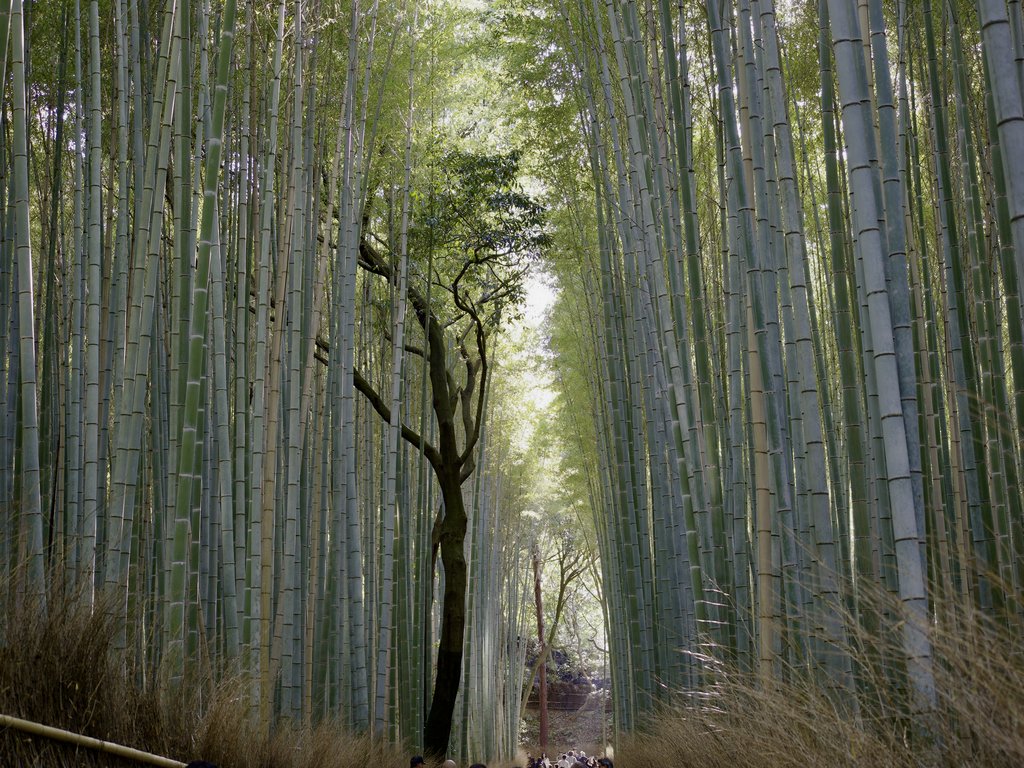 Aleja bambusowa z drzewem liściastym i perspektywą w głąb