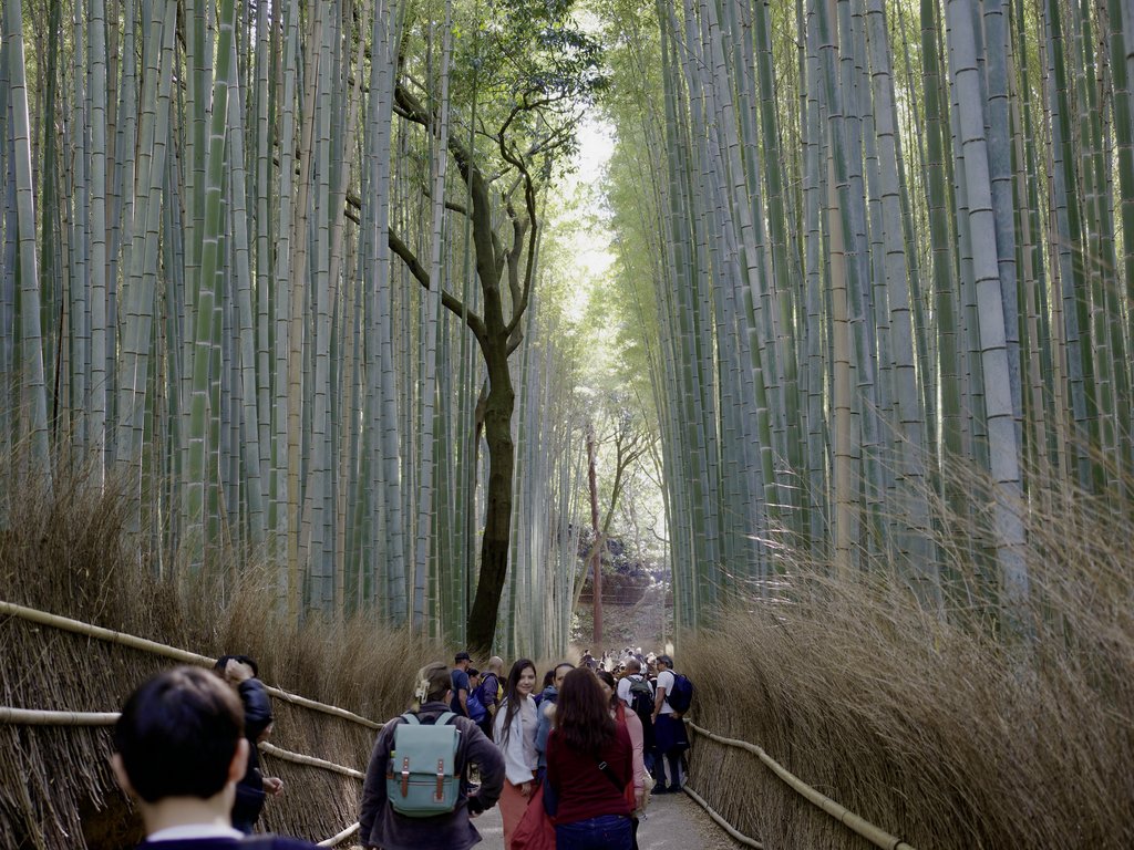 Turyści z plecakami na ścieżce przez las bambusowy