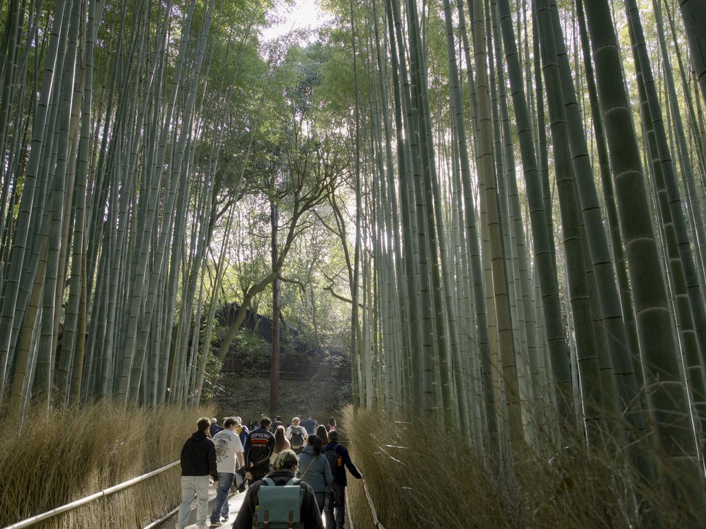 Turyści spacerują w bambusowym gaju Arashiyama