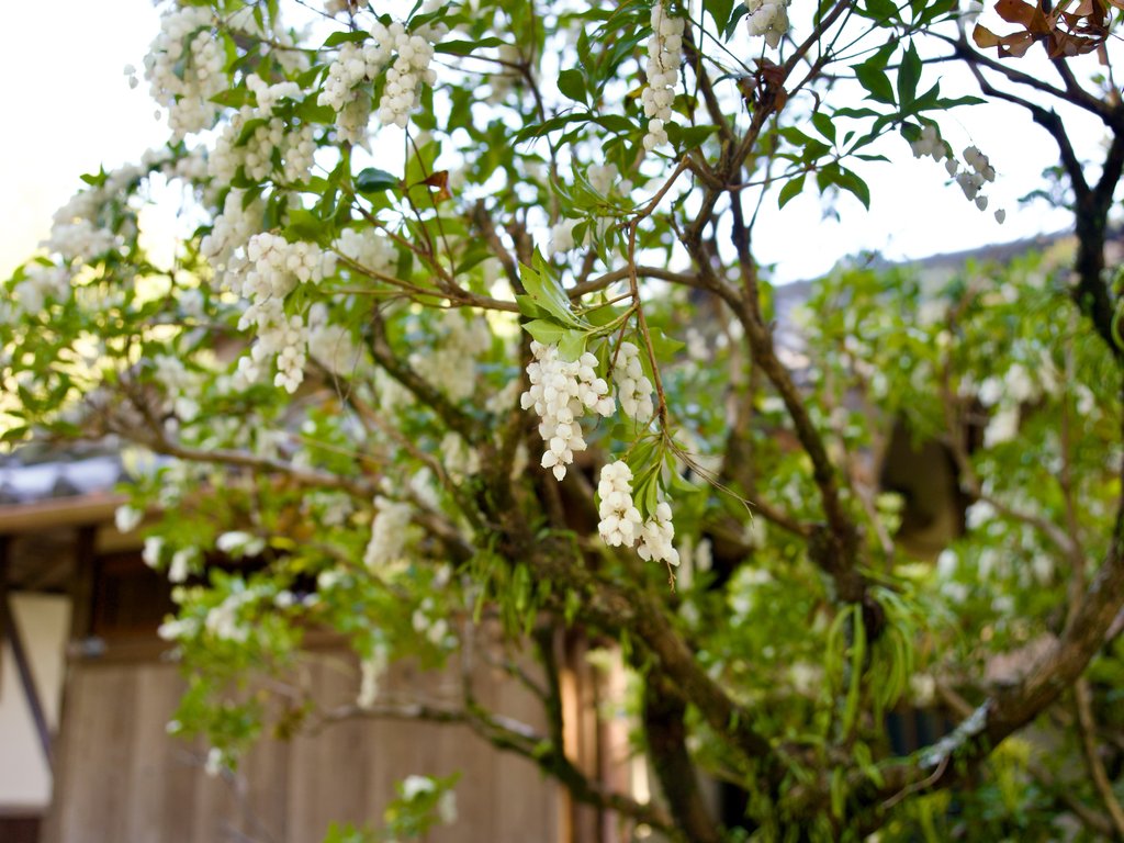 Kwitnące drzewo pieris z gronami białych dzwonkowatych kwiatów