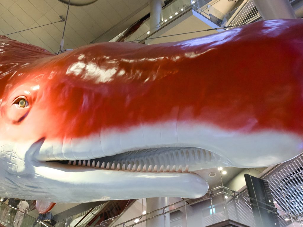 Zbliżenie na głowę czerwonego wieloryba w atrium HEP Five