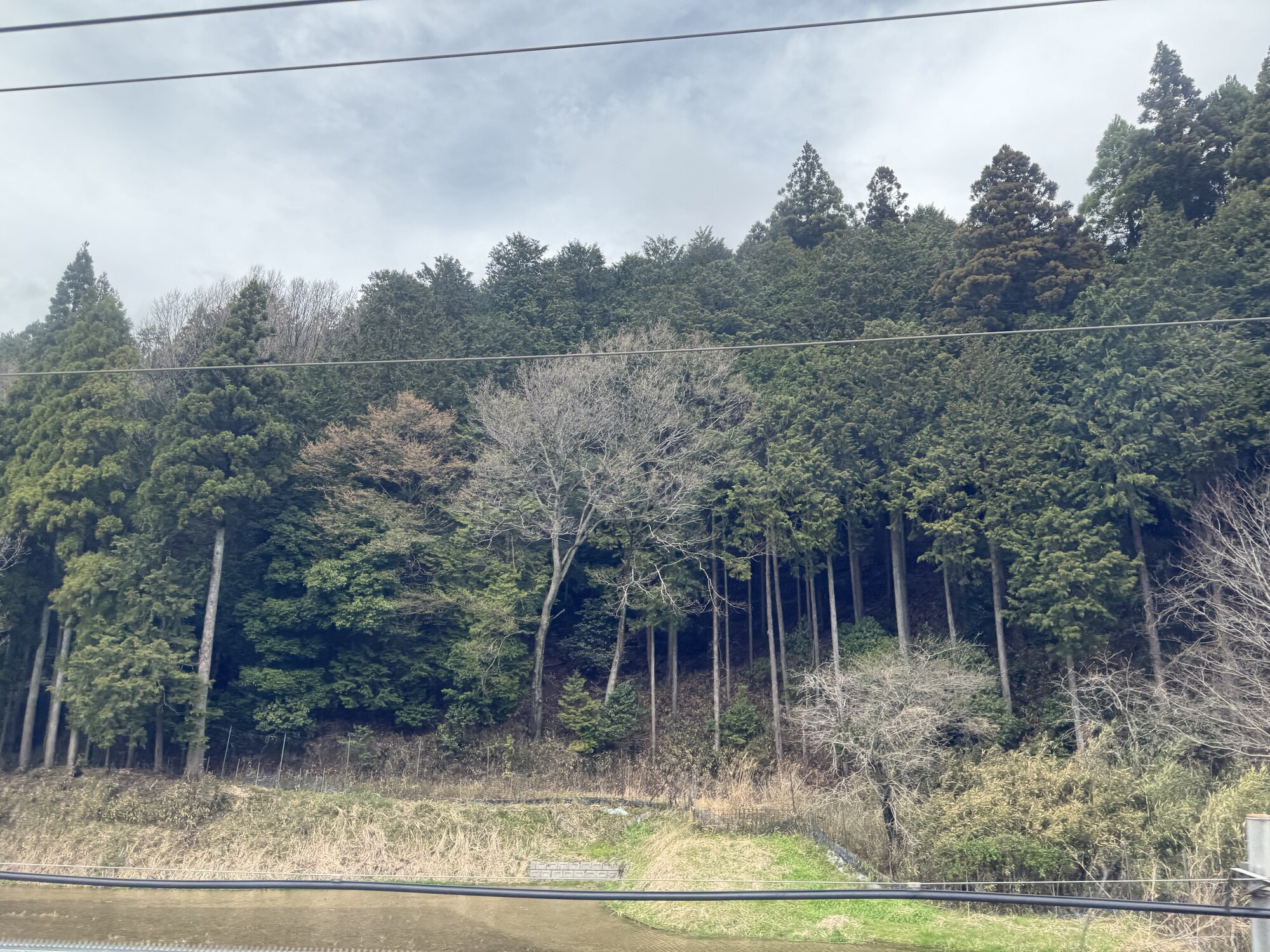 Gęsty las iglasty na stoku wzgórza widziany z okna Shinkansena — zielone zbocze, pola niżej