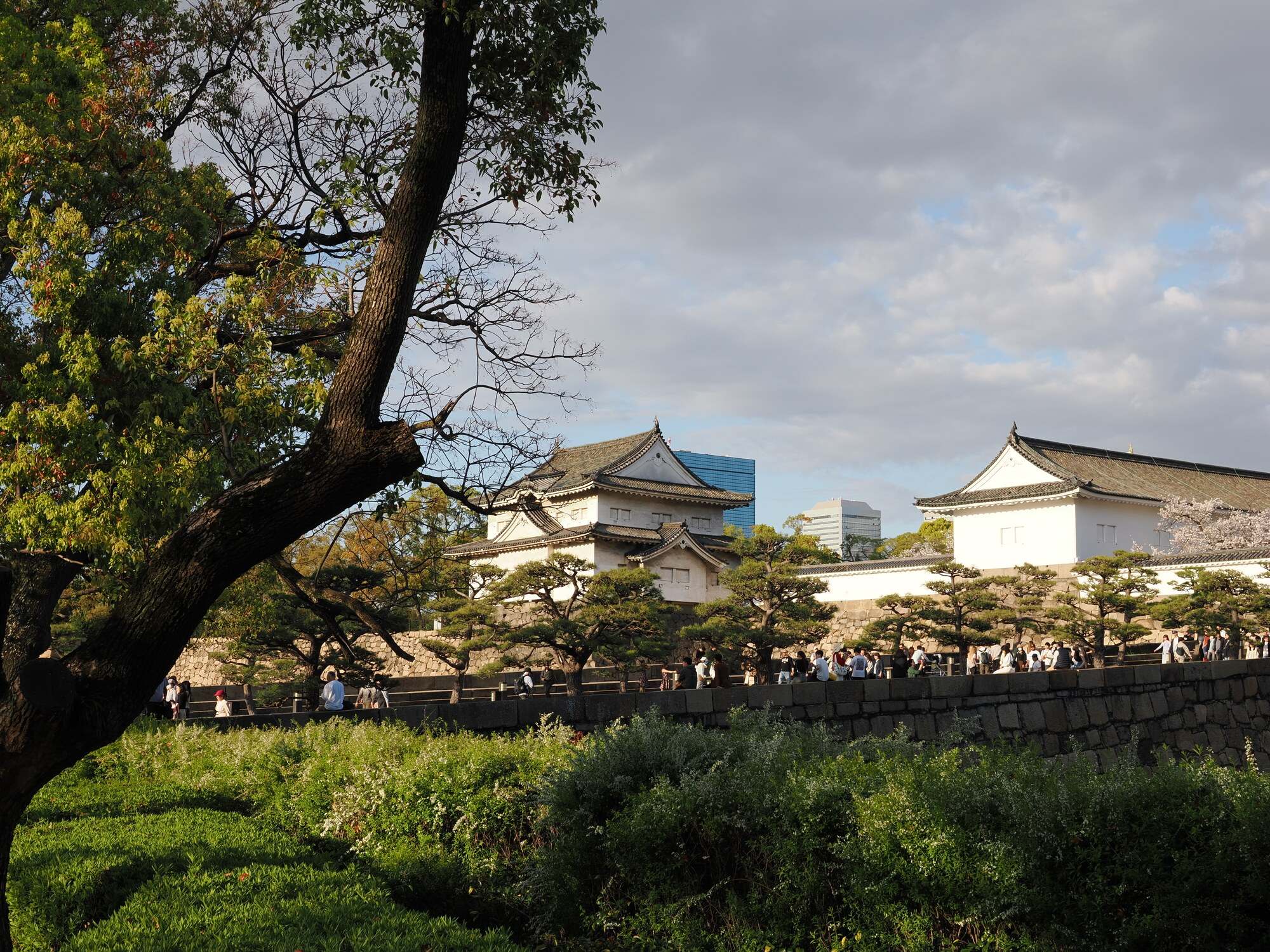 Mury zamku Osaka od wewnątrz — białe budynki strażnicze, kamienny mur, sakura i tłum turystów na murach