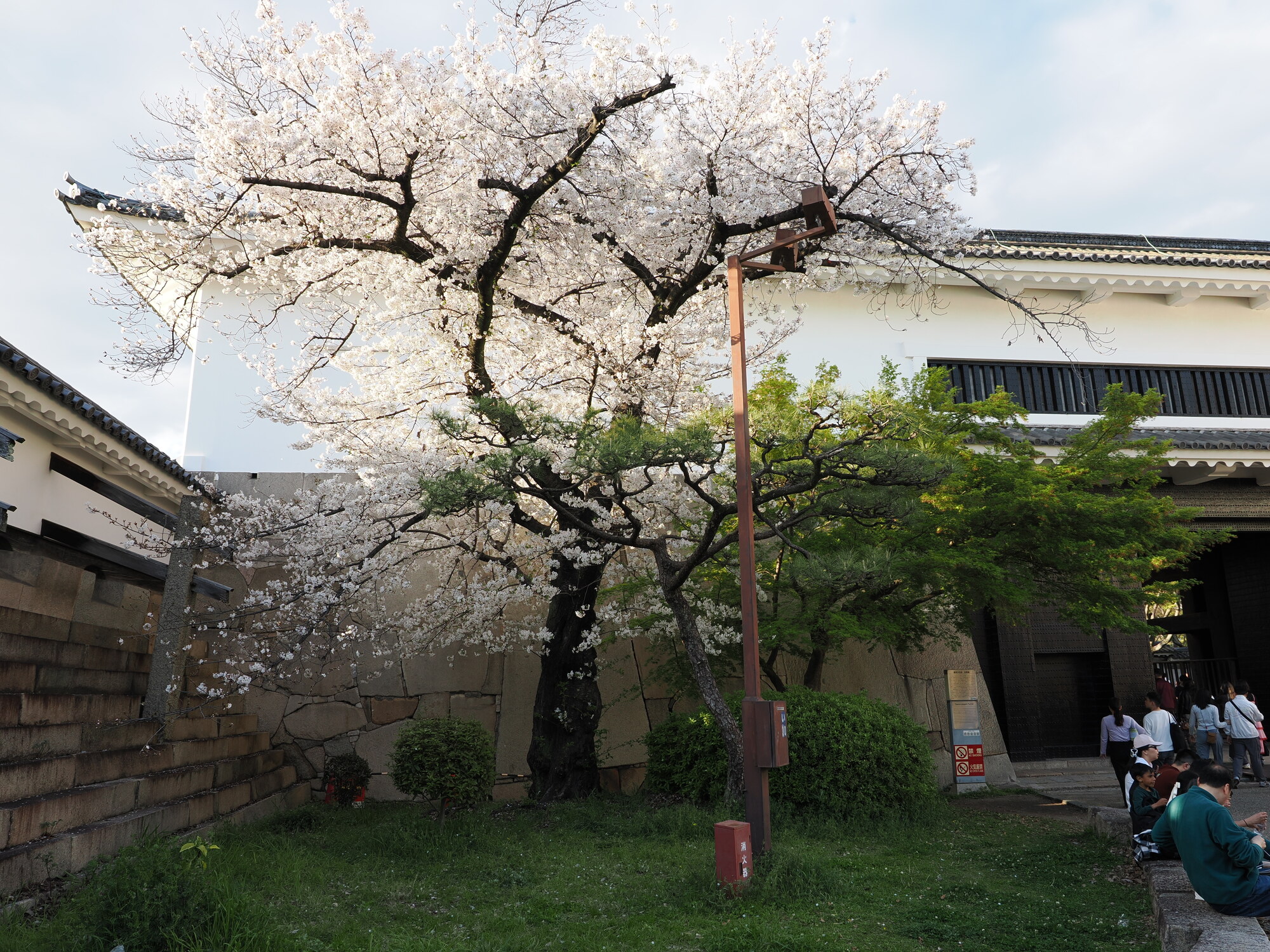Sakura przy murach zamku Osaka — kwitnące wiśnie na tle białego budynku strażniczego i kamiennych murów
