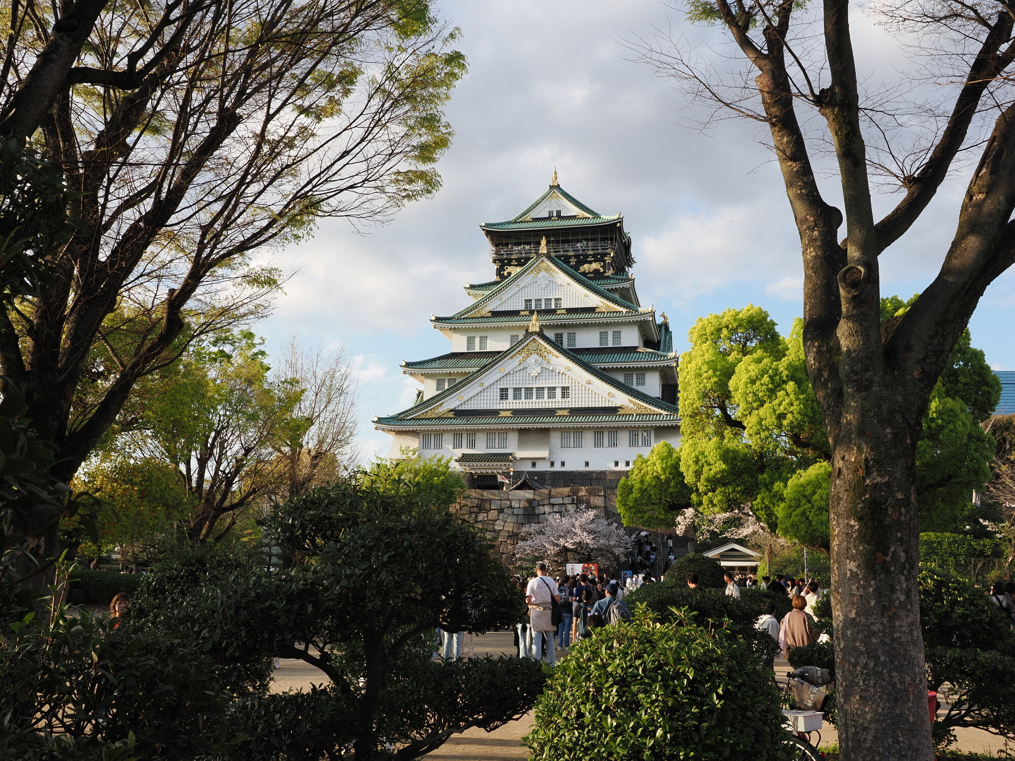 Zamek Osaka między drzewami — biała wieża z zieloną dachówką i złotymi zdobieniami, sakura u podnóża