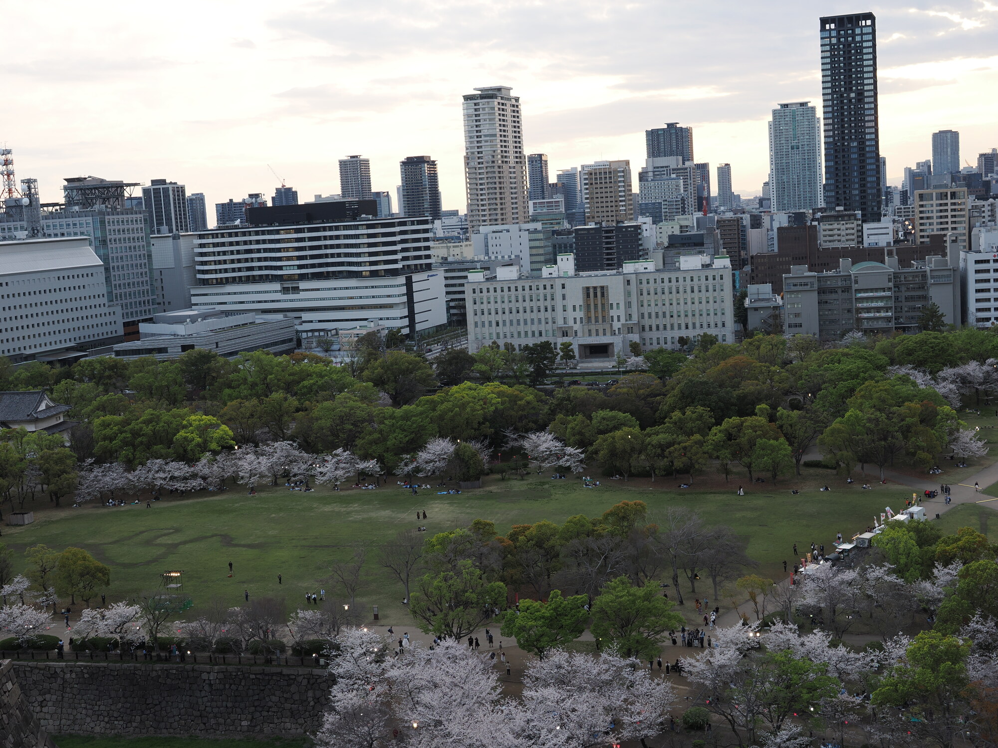 Złoty feniks-shachihoko na dachu zamku Osaka na tle parku i Miraiza — złoty ornament dachowy, poniżej park z sakurą