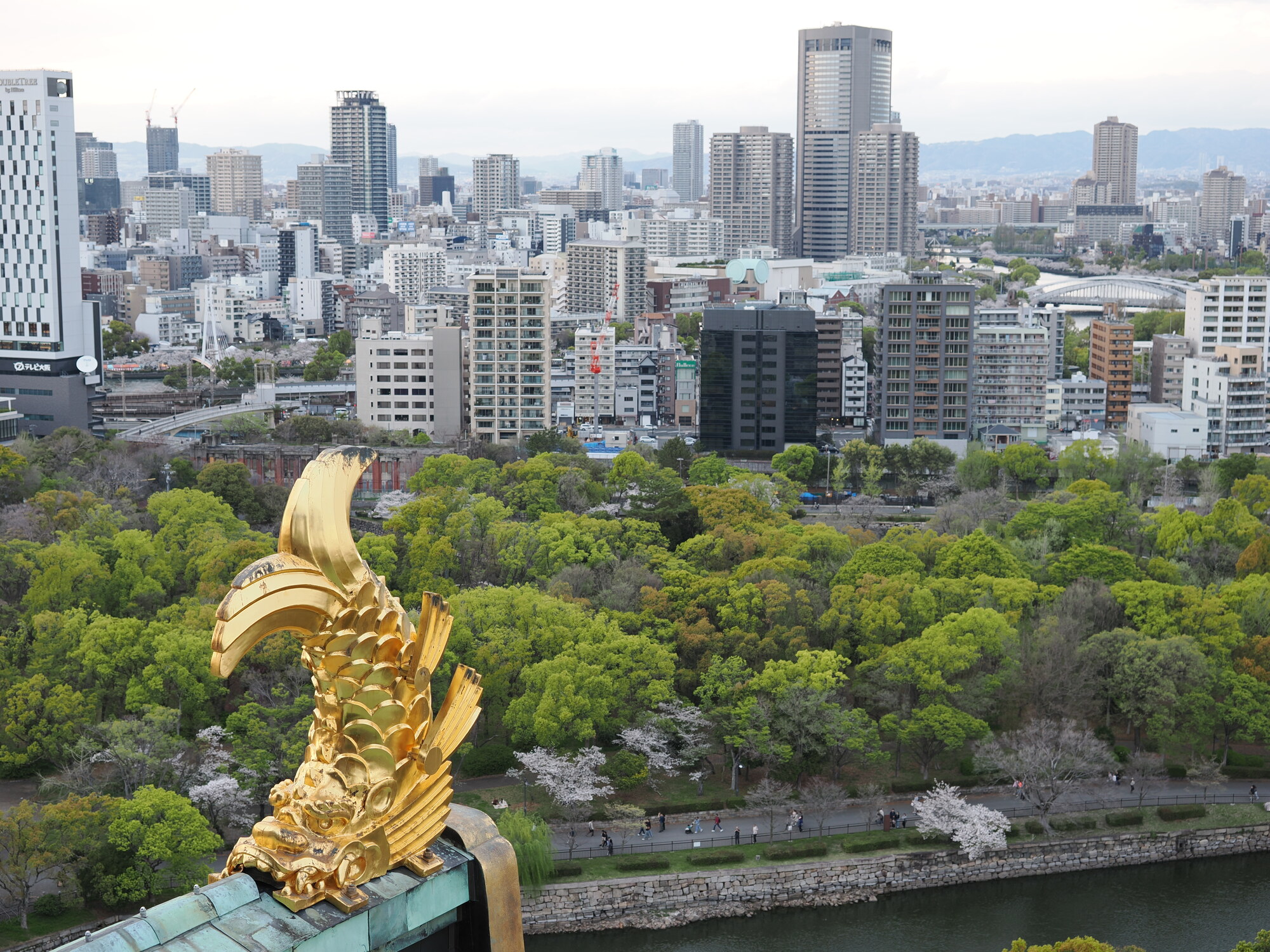 Złoty shachihoko na narożniku dachu zamku Osaka — ornament dachowy na tle parku i fosy, sakura wzdłuż murów