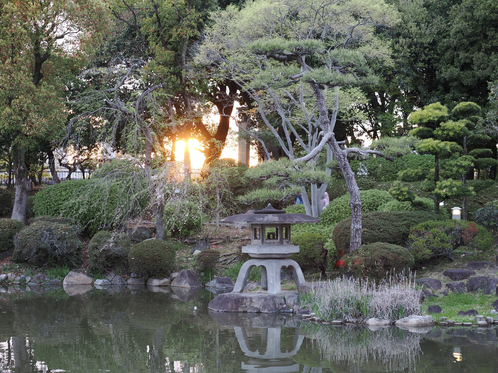 Ogród japoński przy zamku Osaka o zachodzie słońca — kamienna latarnia na wyspie pośrodku stawu, sosny i zachodzące słońce przez gałęzie