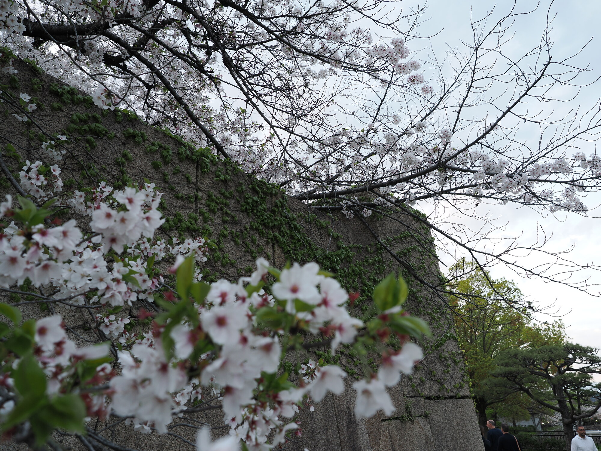 Sakura przy murach zamku Osaka — gałęzie wiśni z kwiatami na pierwszym planie, szary mur z bluszczem, szare niebo