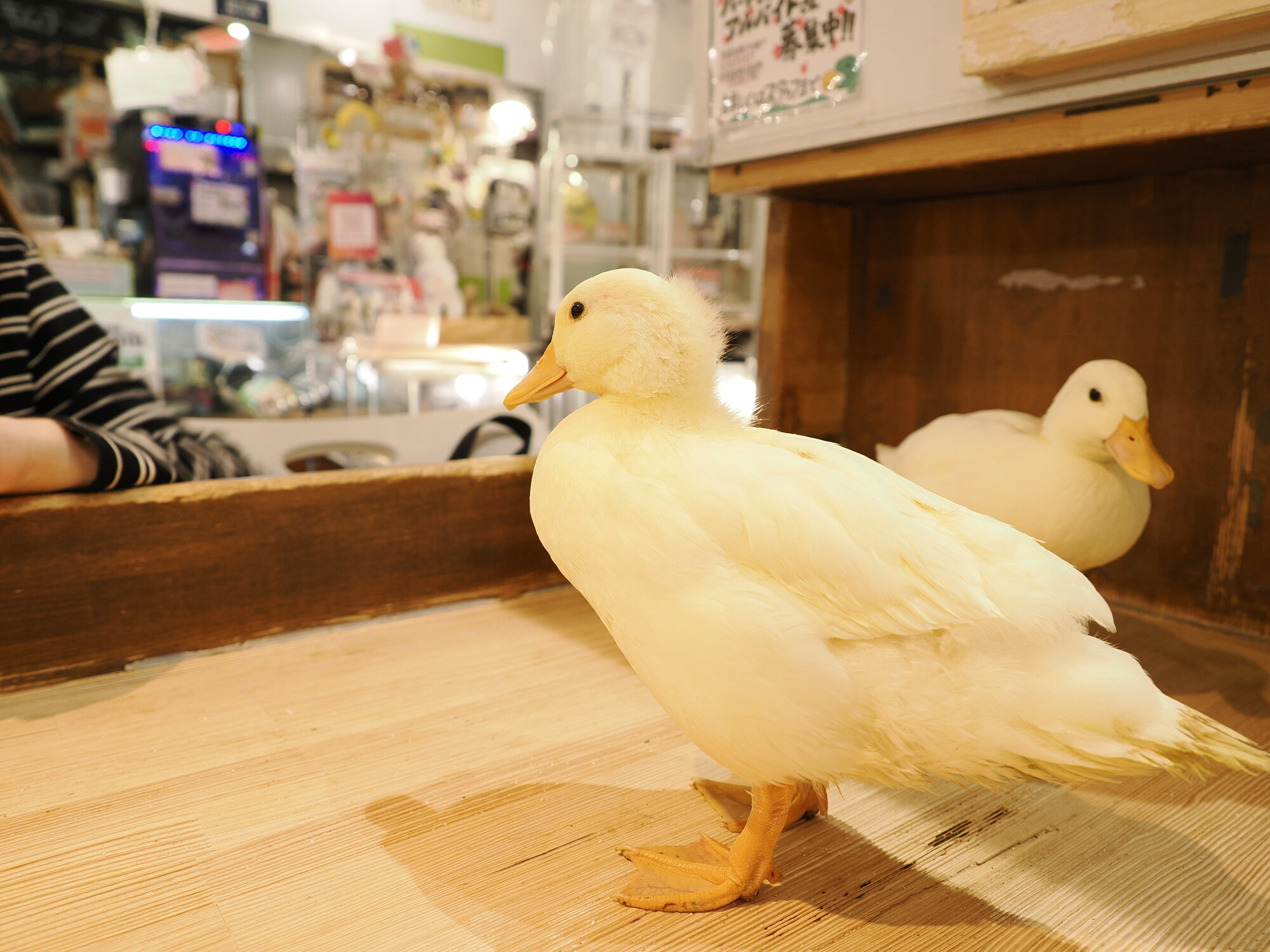 Dwie białe kaczki w kawiarni ze zwierzakami — kaczka na pierwszym planie patrzy w bok, druga w tle, ciepłe drewniane wnętrze