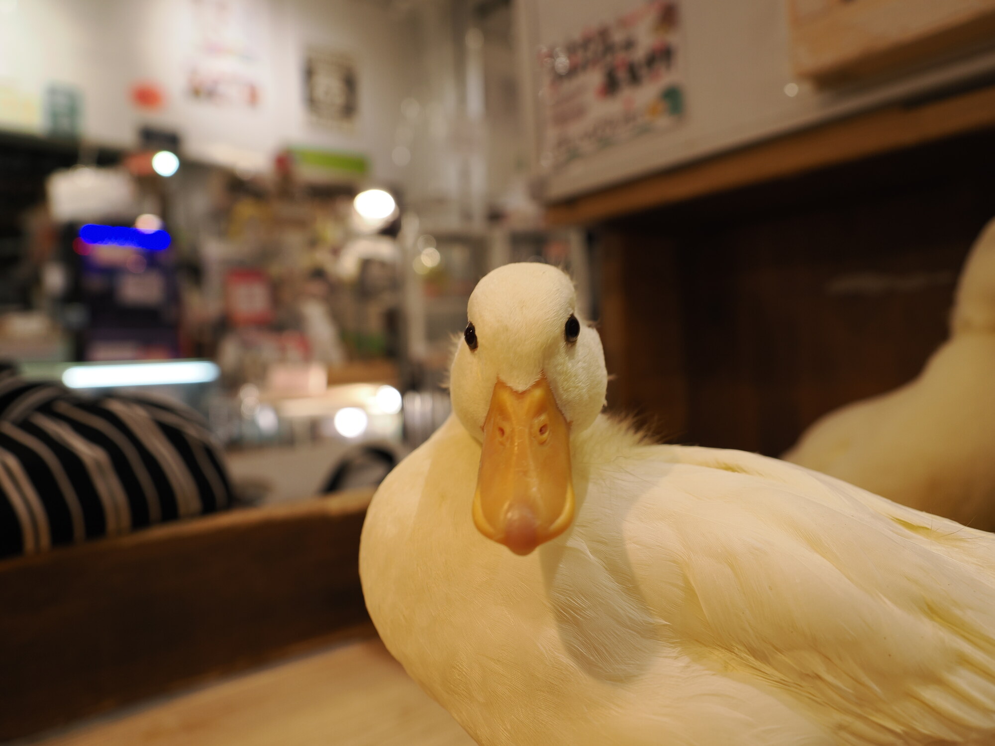 Biała kaczka patrzy wprost w obiektyw — zbliżenie na twarz kaczki z żółtym dziobem i czarnymi oczami, kawiarnia ze zwierzakami w tle