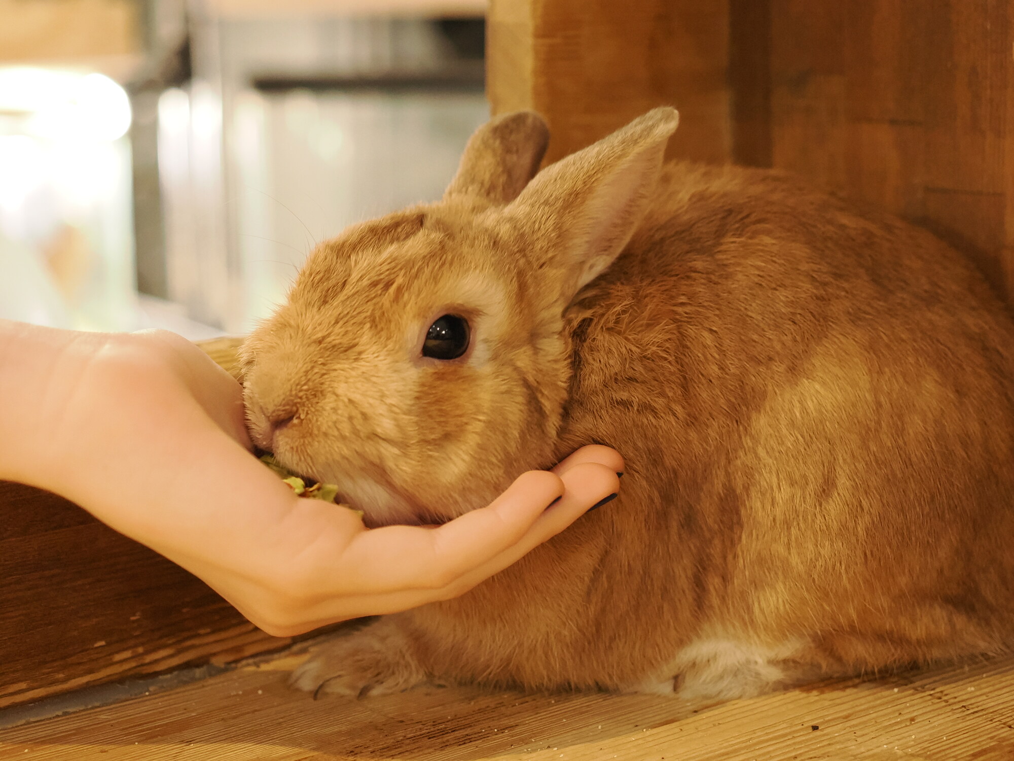 Brązowy królik jedzący z ręki — duże uszy, czarne oko, ciepłe futro, w dłoni zielone warzywa, drewniana podłoga kawiarni