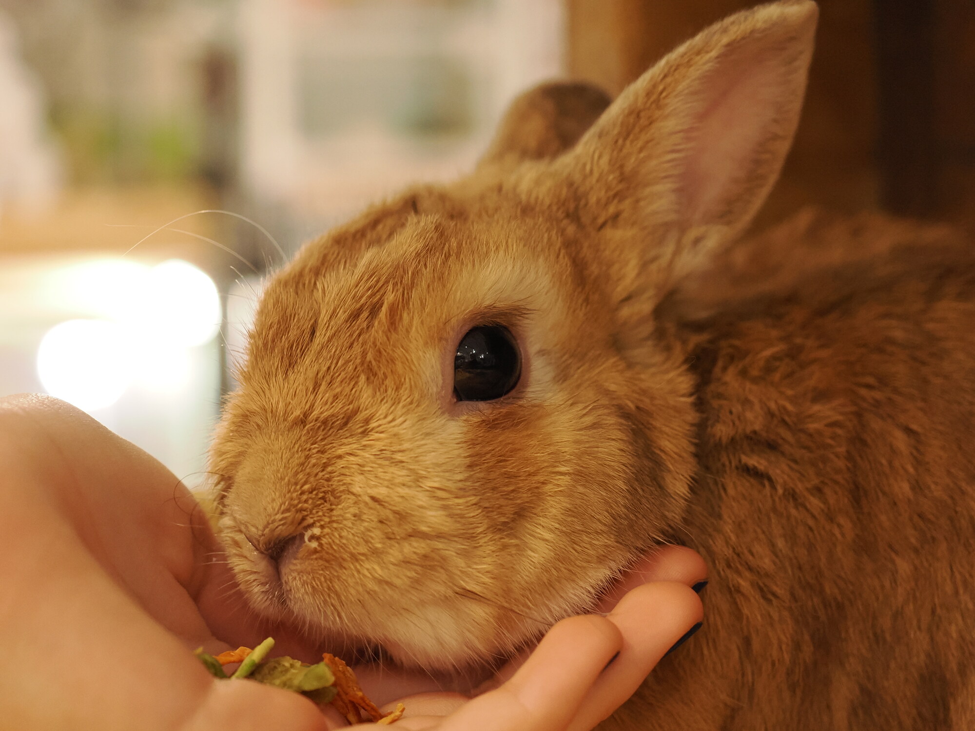 Zbliżenie na twarz brązowego królika — makro na mordkę, okrągłe oko, futerko, w dłoniach gości zielona karma