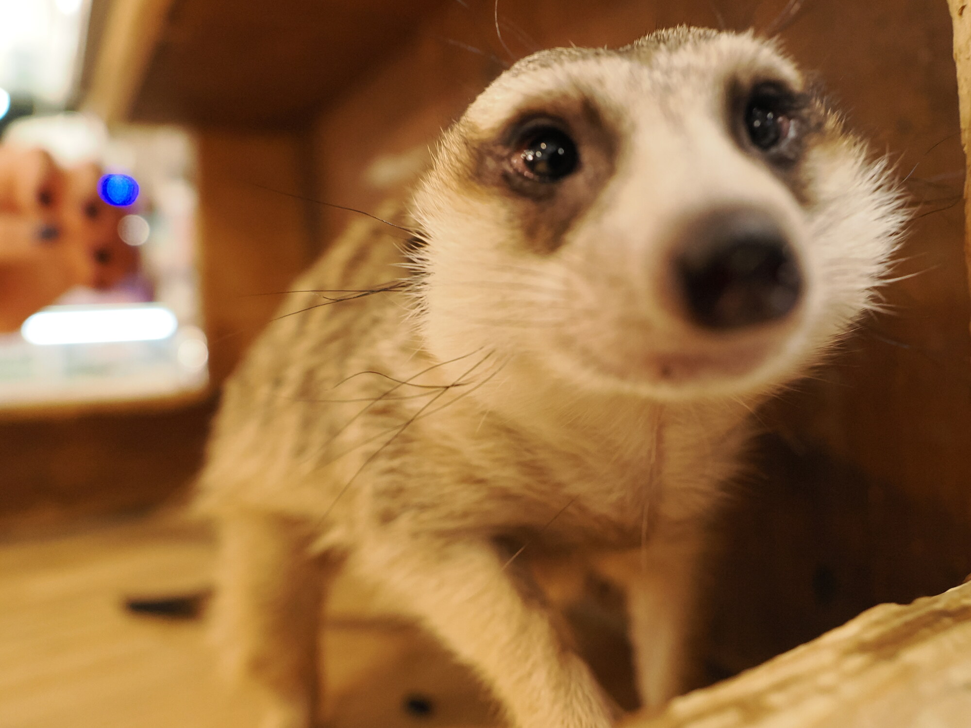 Surykatka z bliska — pysk surykatki wychylający się z boksu, ciemne łatki wokół oczu, kawiarnia ze zwierzakami w tle